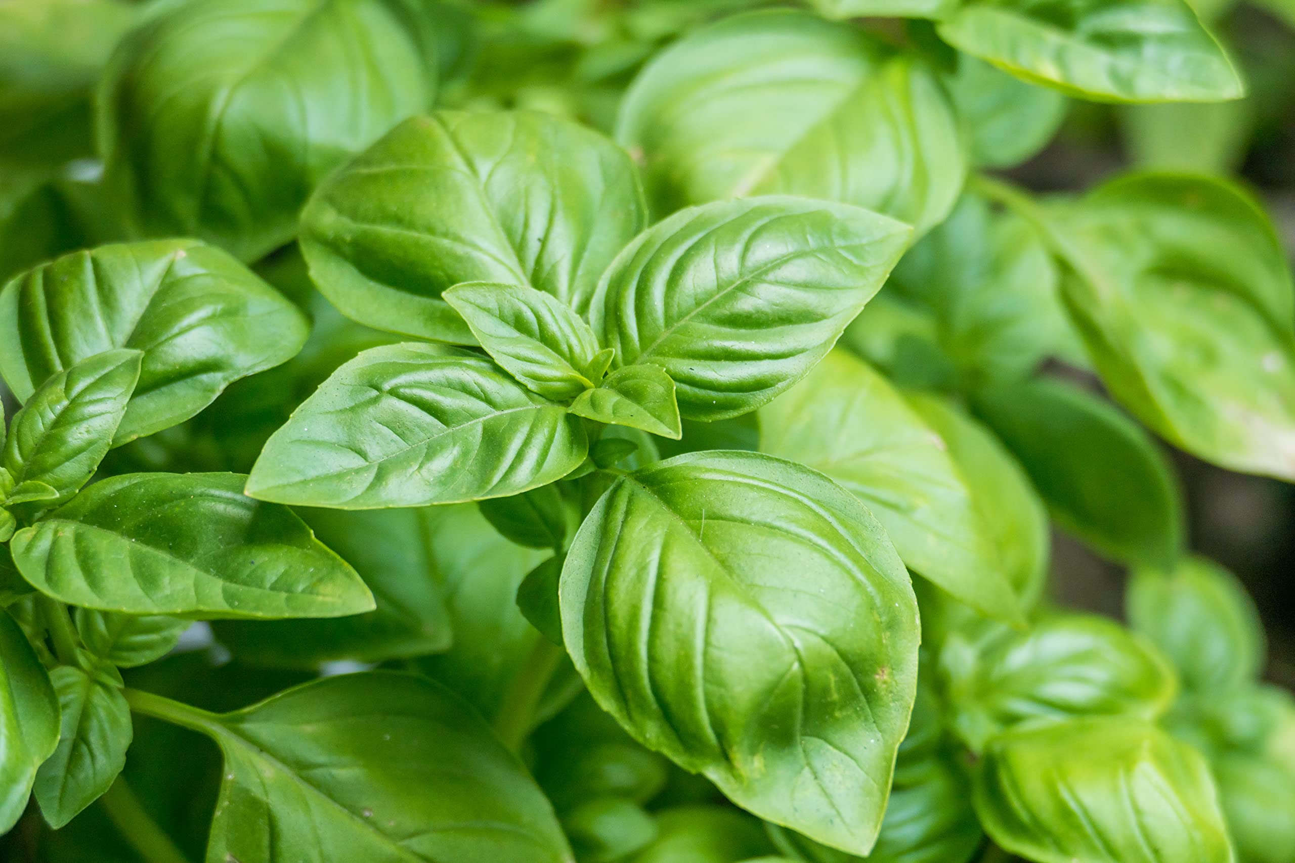 BIOTICA Engrais Liquide Biologique pour Piment et Plantes aromatiques - 1 Litre - CREMENTUM Engrais autorisé en Agriculture Biologique - basilic, persil, romarin, origan, sauge, menthe