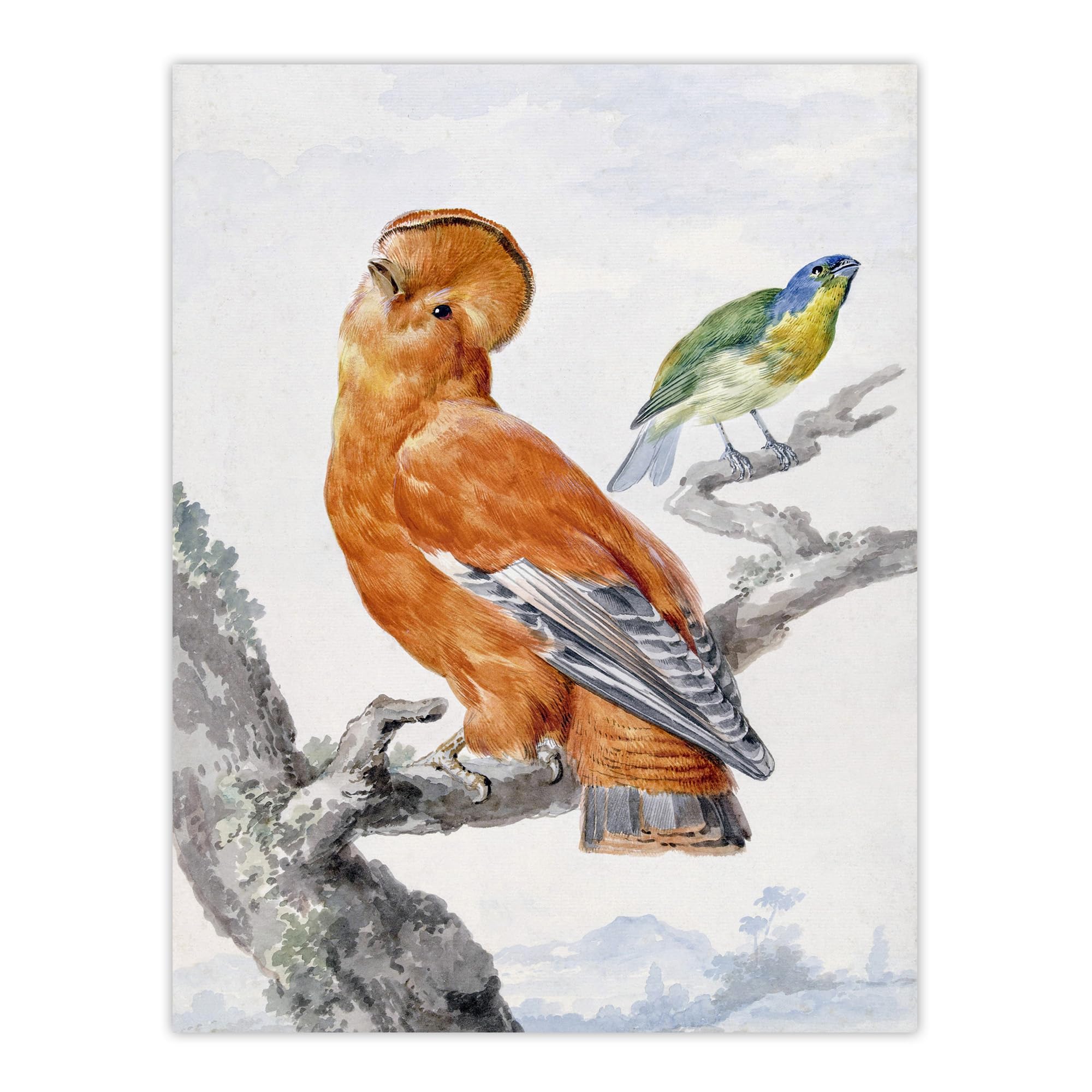 Artery8 Two Exotic Birds Watercolour Painting Schouman Wall Art Poster Print 12X16" Size 12