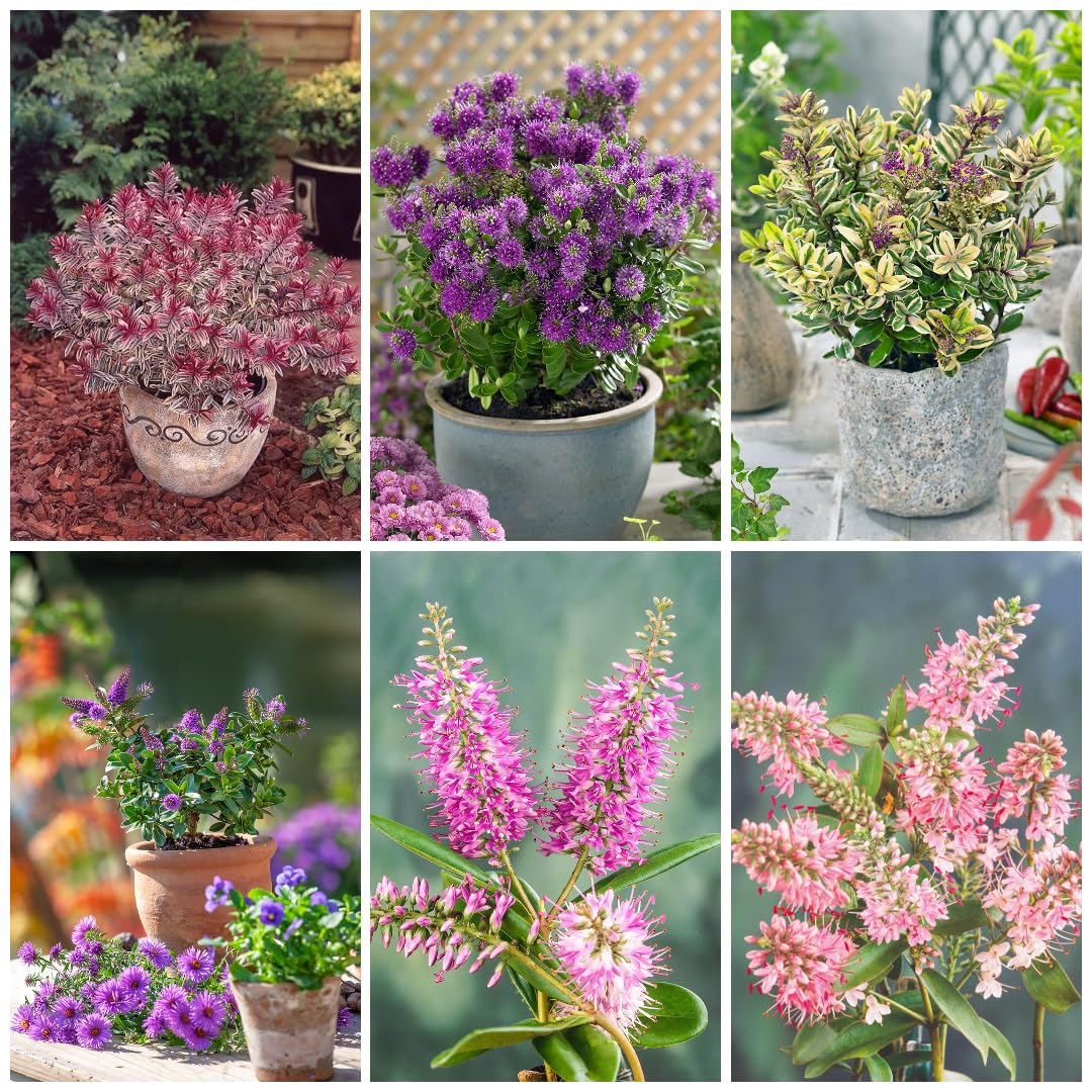 [x6] Hebe Plants | Evergreen Garden Ready Shrubs | Colourful Flowering Display | Mix Pack | P9