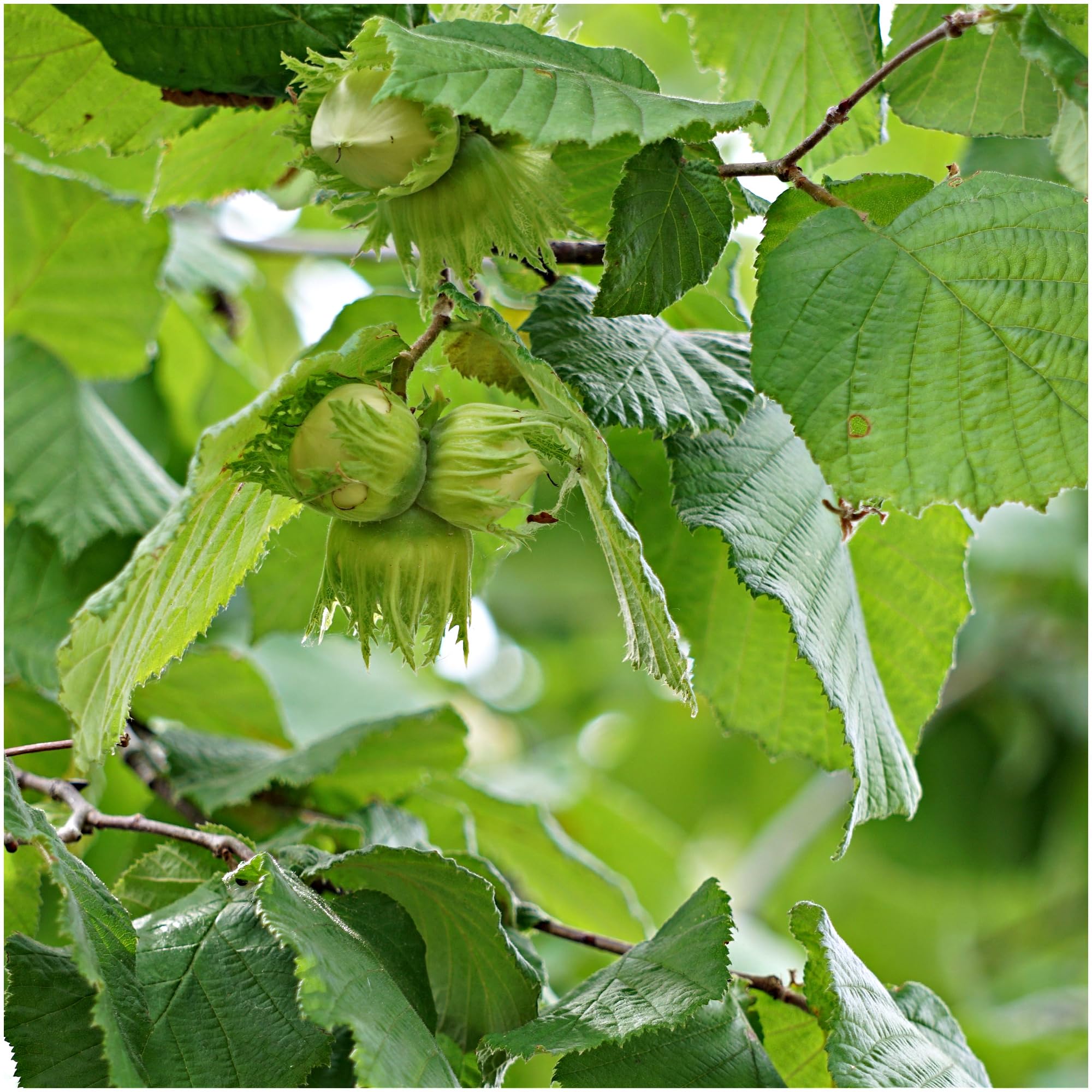 1 Hazel Plant, Flowering Edible Nut Hedge, in 1L Pot, Wildlife Friendly Hedging