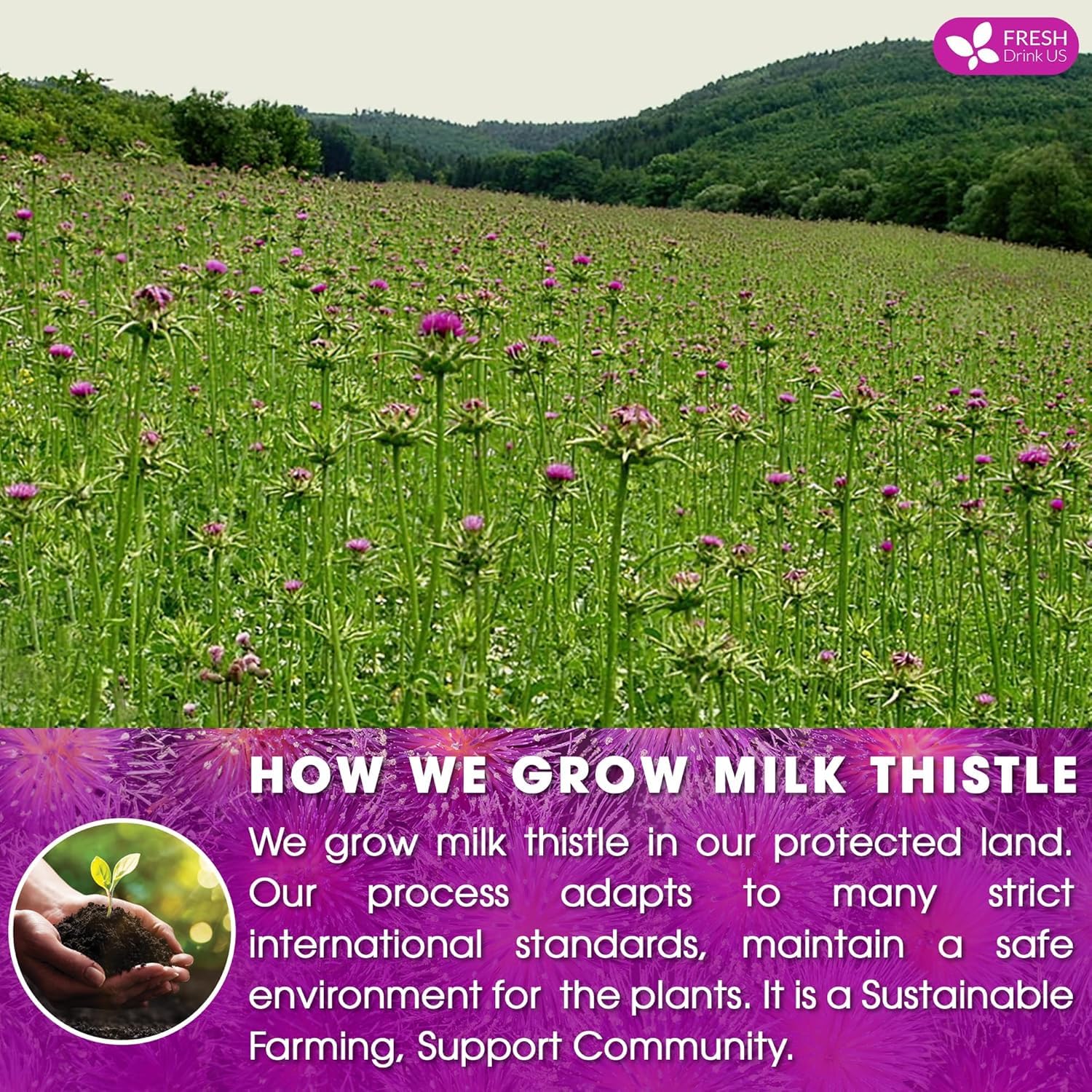FreshDrinkUS, Premium 135 Bags Milk Thistle Tea, 100% Natural & Pure. Made with Eco-Conscious Tea Bags. No Sugar, No Caffeine, No Gluten, Vegan. image 5