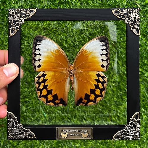 Mariposa enmarcada real marco de madera negro caja de sombra seca amante de insectos taxidermia muertos muestra muestra de mesa arte de pared