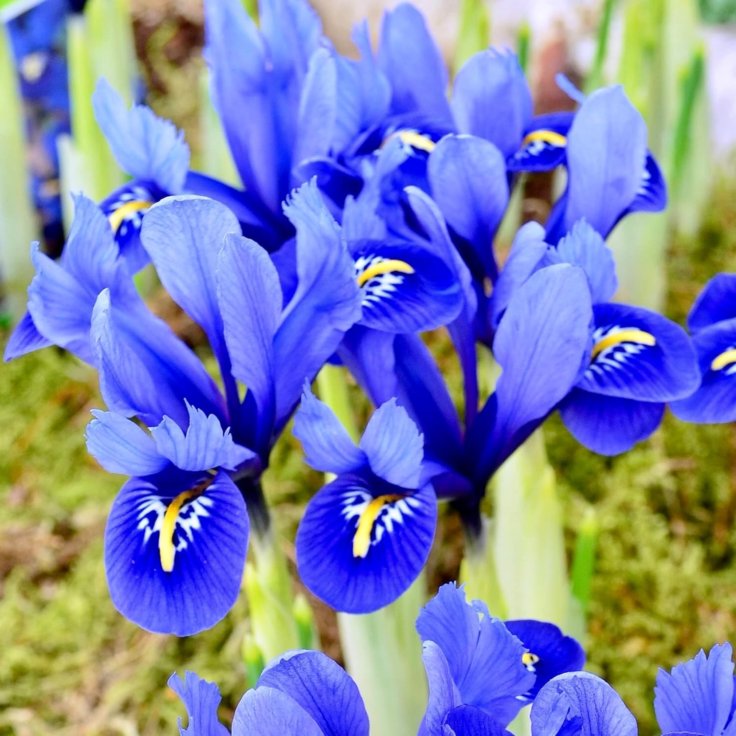 Woodland bulbs® 50 x Iris Bulbs ‘Reticulata’ Dwarf Spring Flowering