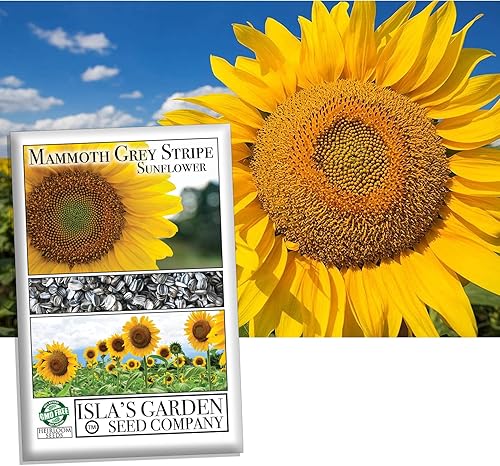 Semillas de flores de girasol de rayas grises Mammoth, más de 50 semillas de reliquia por paquete, semillas de jardín de Isla (semillas de jardín de