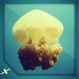 vintage gold clown pendant High definition graphics. Fish Fun - see the llife beneath the water