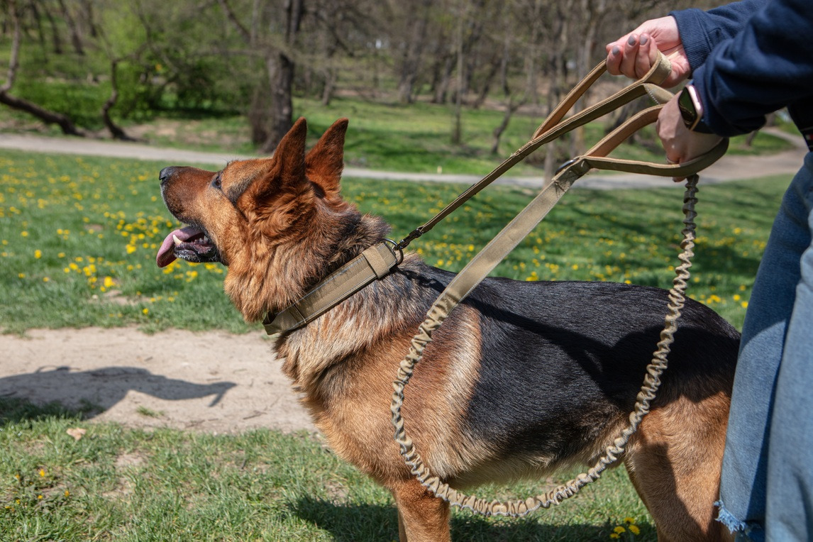 ADITYNA Heavy Duty Dog Collar with Handle Reflective Brown Dog Collar