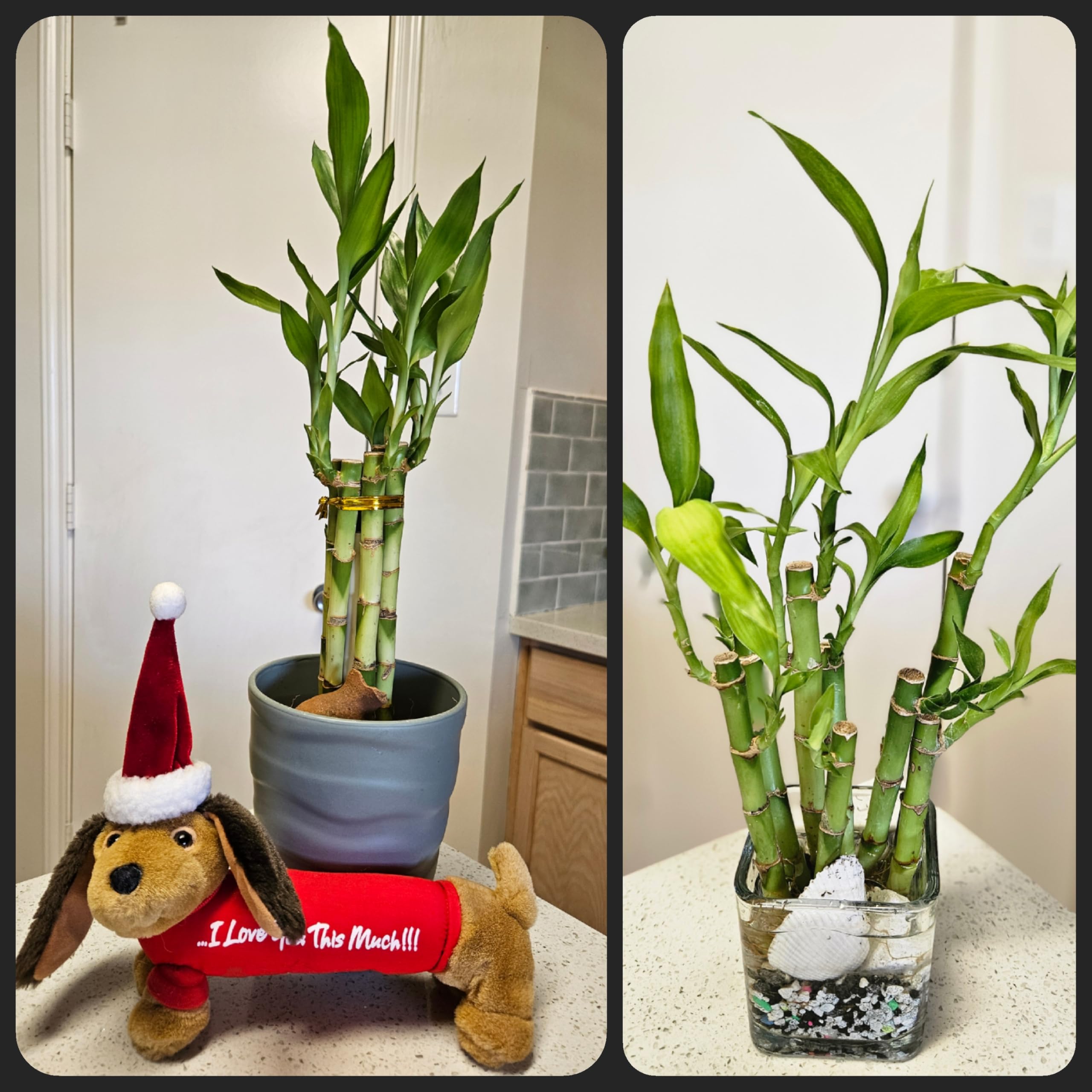 Amazon.com: Lucky Bamboo 6 Plants 8 inches Each, Free Butterfly Stake,  Gift, Feng Shui, Indoor Plant, Bring Good Luck to Your Home, Perennial,  Just add Purified Water : Grocery & Gourmet Food