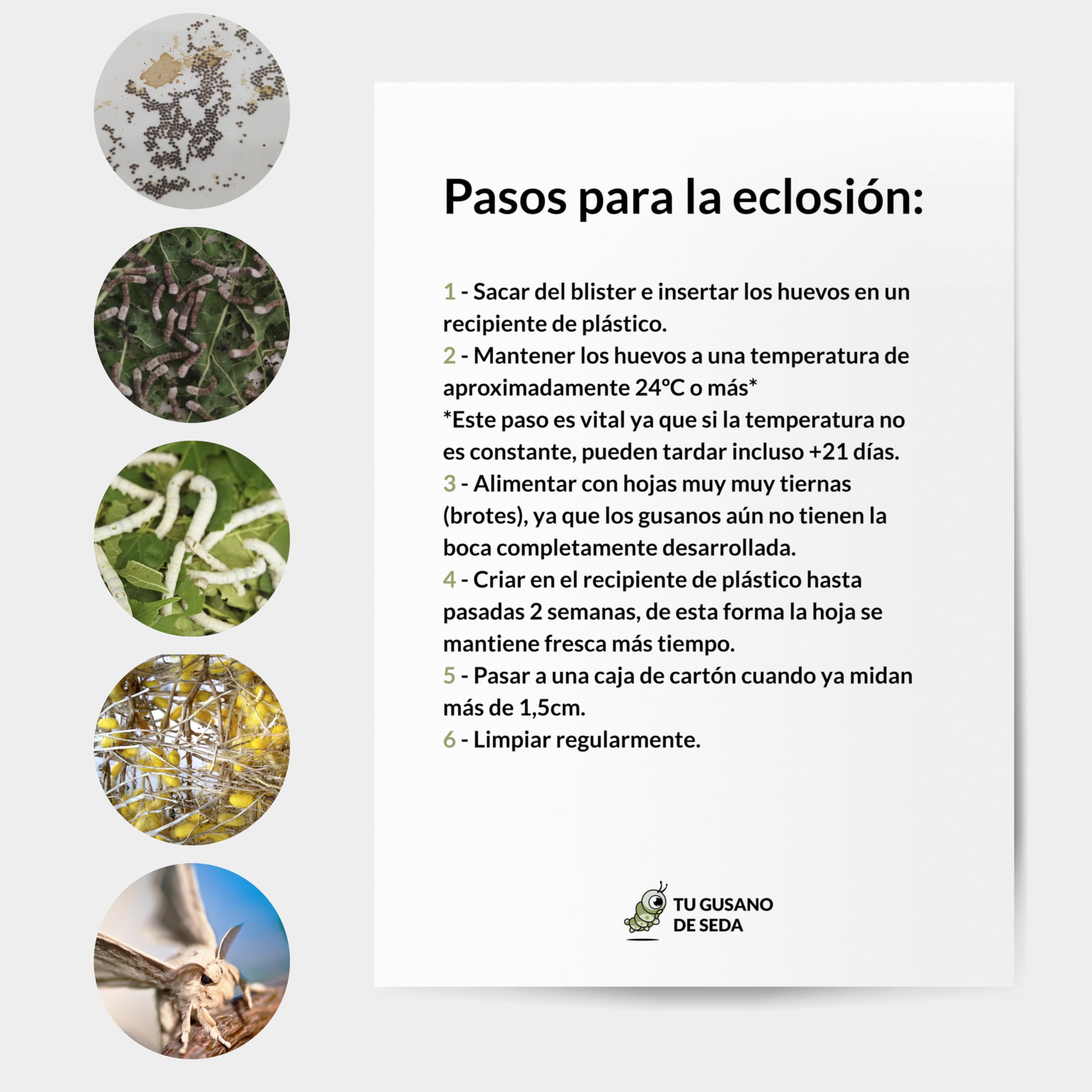 Vers à Soie Race Galera - 50 Oeufs - Eclosionan en 25 jours - Cocons de Soie Naturels - Blanc - 4