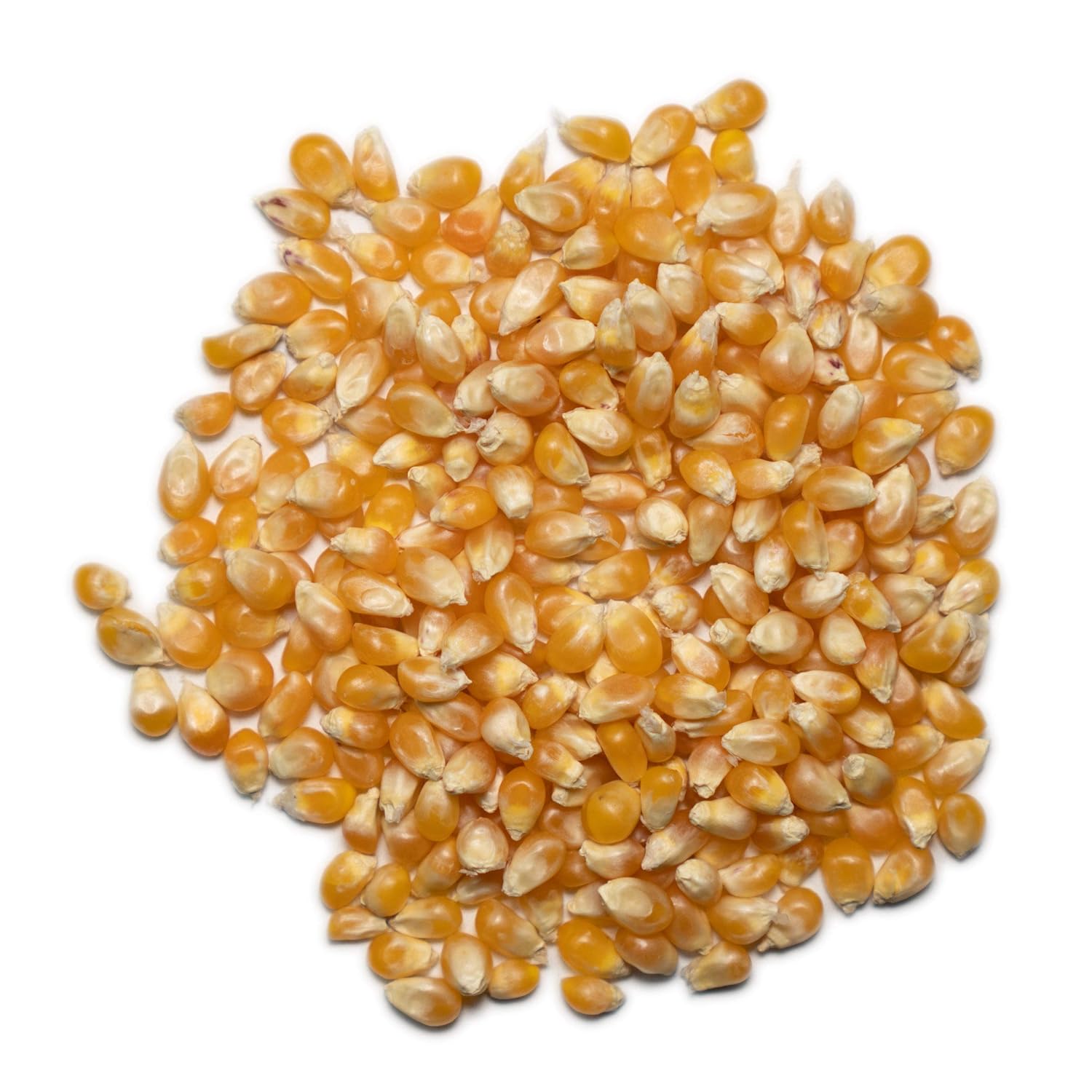 1000 Springs Mill Dry Popcorn Kernels - Non-GMO, Healthy Snack for Microwave or Stovetop - Bulk Organic Popcorn Kernels with Resealable Bag - Enjoy Fresh, Crisp, & Delicious Popcorn - 24oz (Pack of 3)