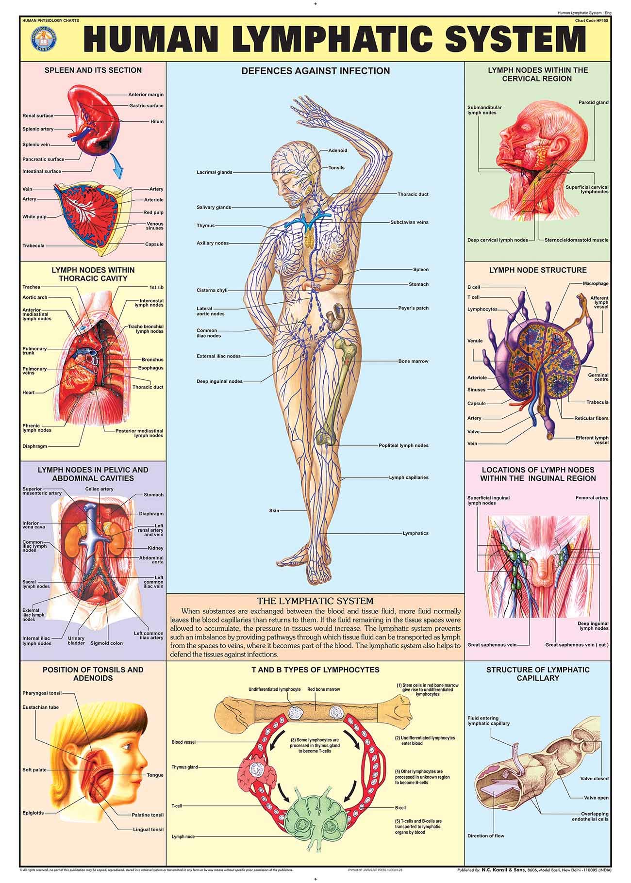HP15S | TeachingNest | Human Lymphatic System Chart 70x100 cm | English | Human Physiology Chart | Synthetic | Wall Sticking [Wall Chart] teachingnest and Human Physiology Charts