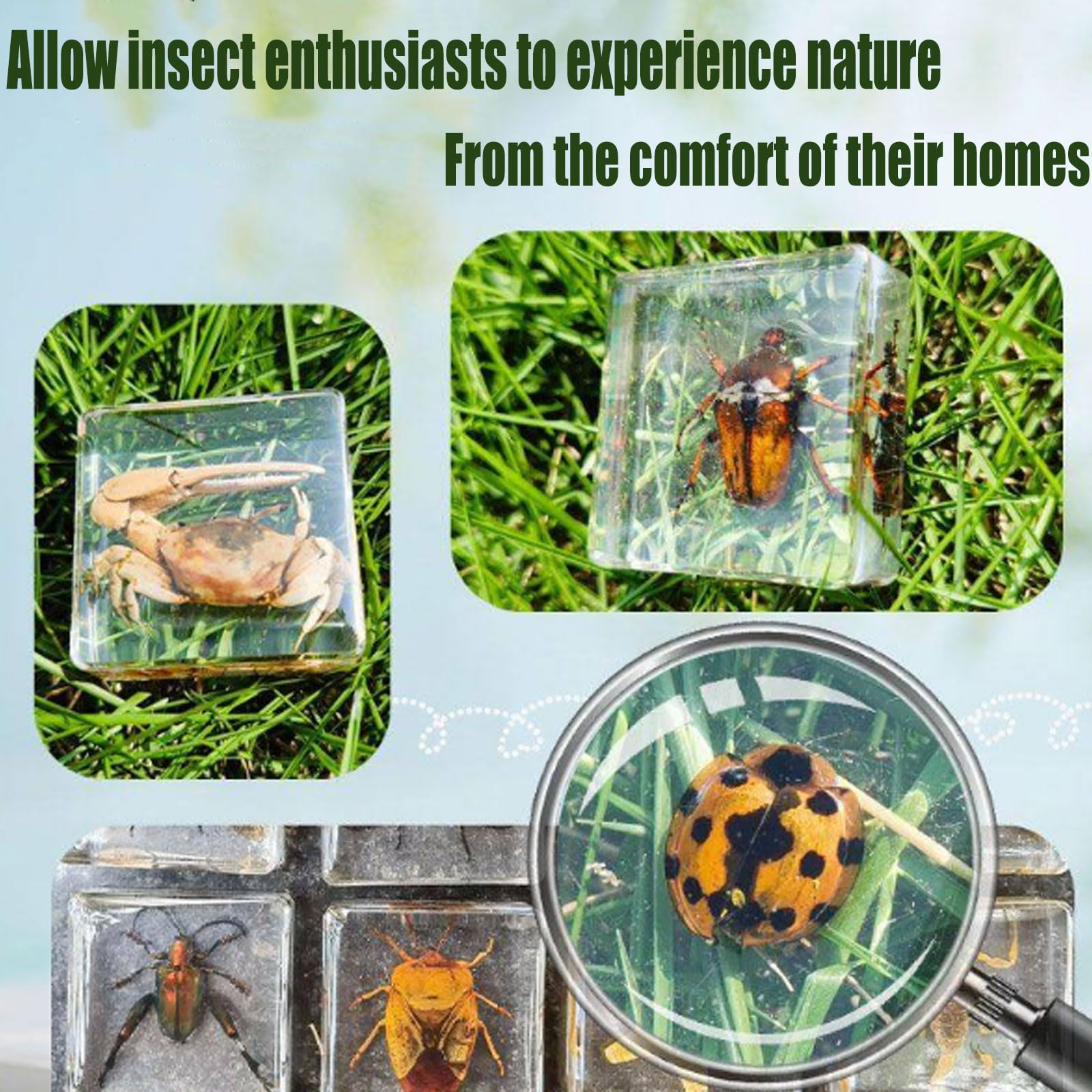 Esempi Insetti Reali Insetti In Resina Animali Esemplare Fermacarte Per Appassionati Di Biologia Collezione Insegnamento-ALL