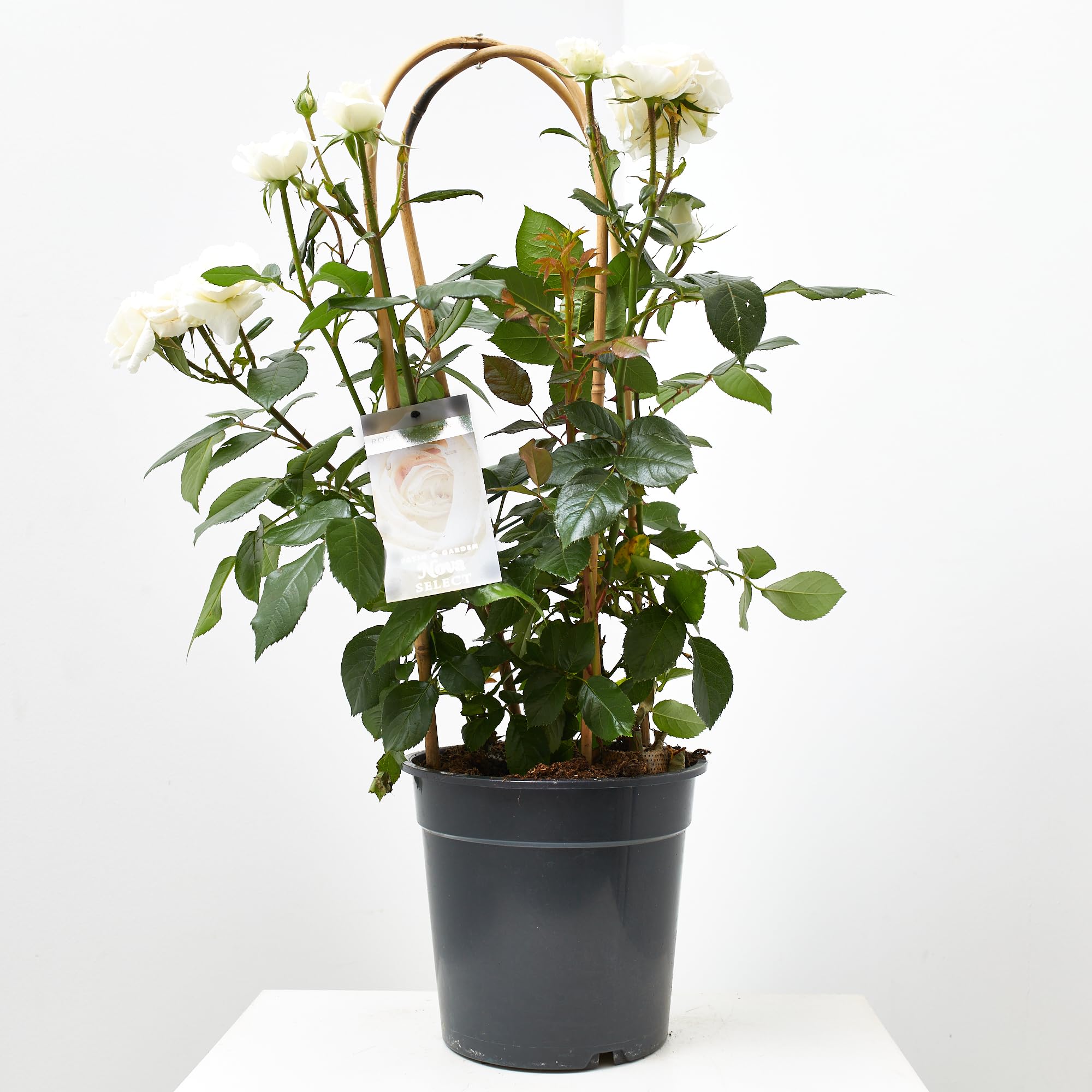 Verdecora Rosal Grandiflora con Arco en Maceta 6L | Rosa sp. Grupo Grandiflora | Arbusto Refloreciente de Flor Grande y Elegante | Ideal para Jardín, Terraza y Maceta Decorativa