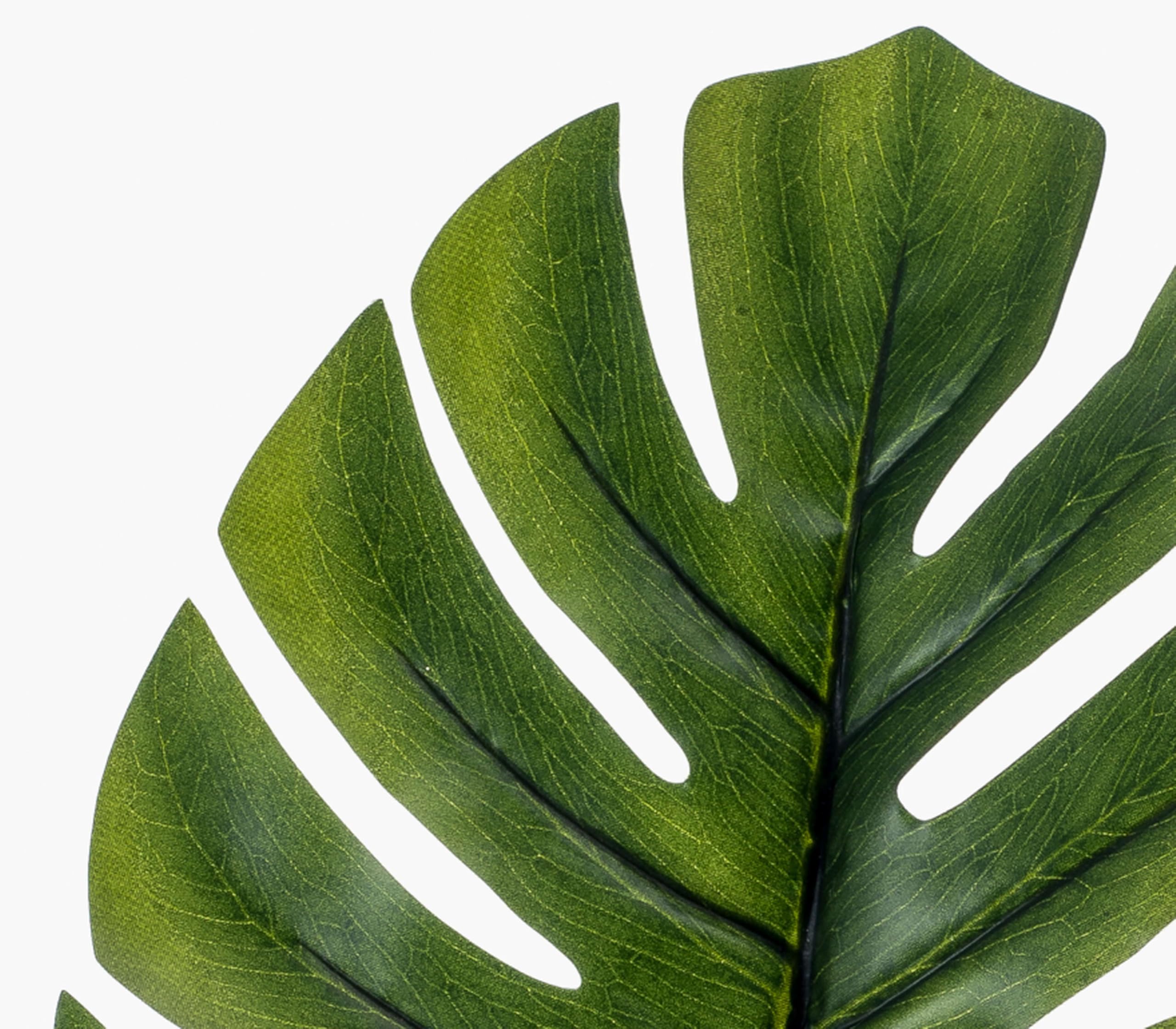 monstera mala Monstera 8x10 print in 11x14 mat