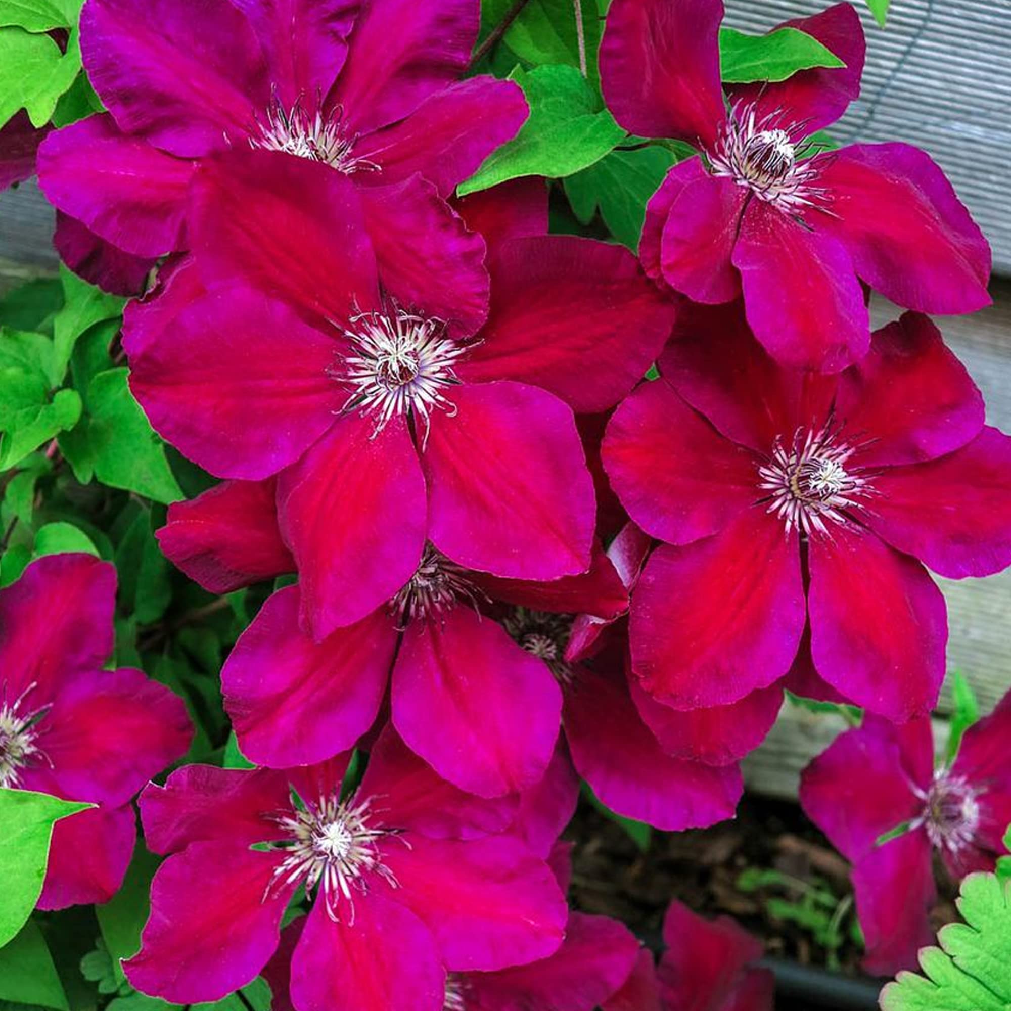 GardenersDream Clématite Westerplatte - Plante Grimpante Rouge Vif Résistante au Froid - Clématite Vivace Persistante - Plante Extérieur Jardin Variété Polonaise