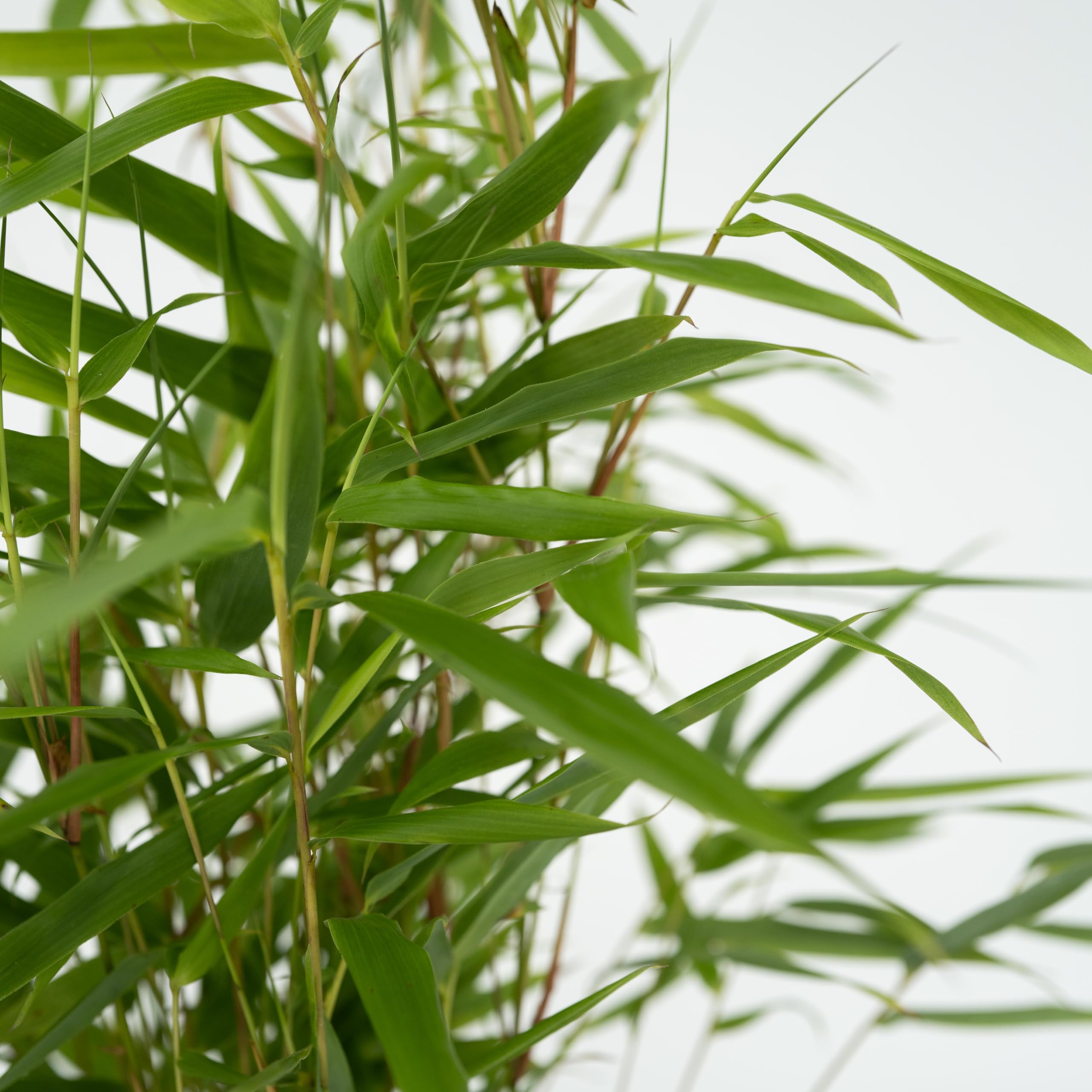 Plant in a Box - Fargesia Rufa Bamboo - Set di 6 - Non strisciante - Vaso 13cm - Altezza 25-40cm