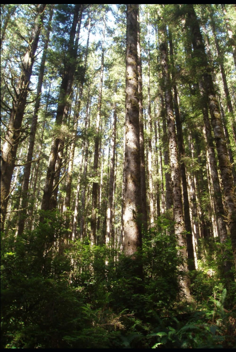 Journal to Discovery: Discover Yourself