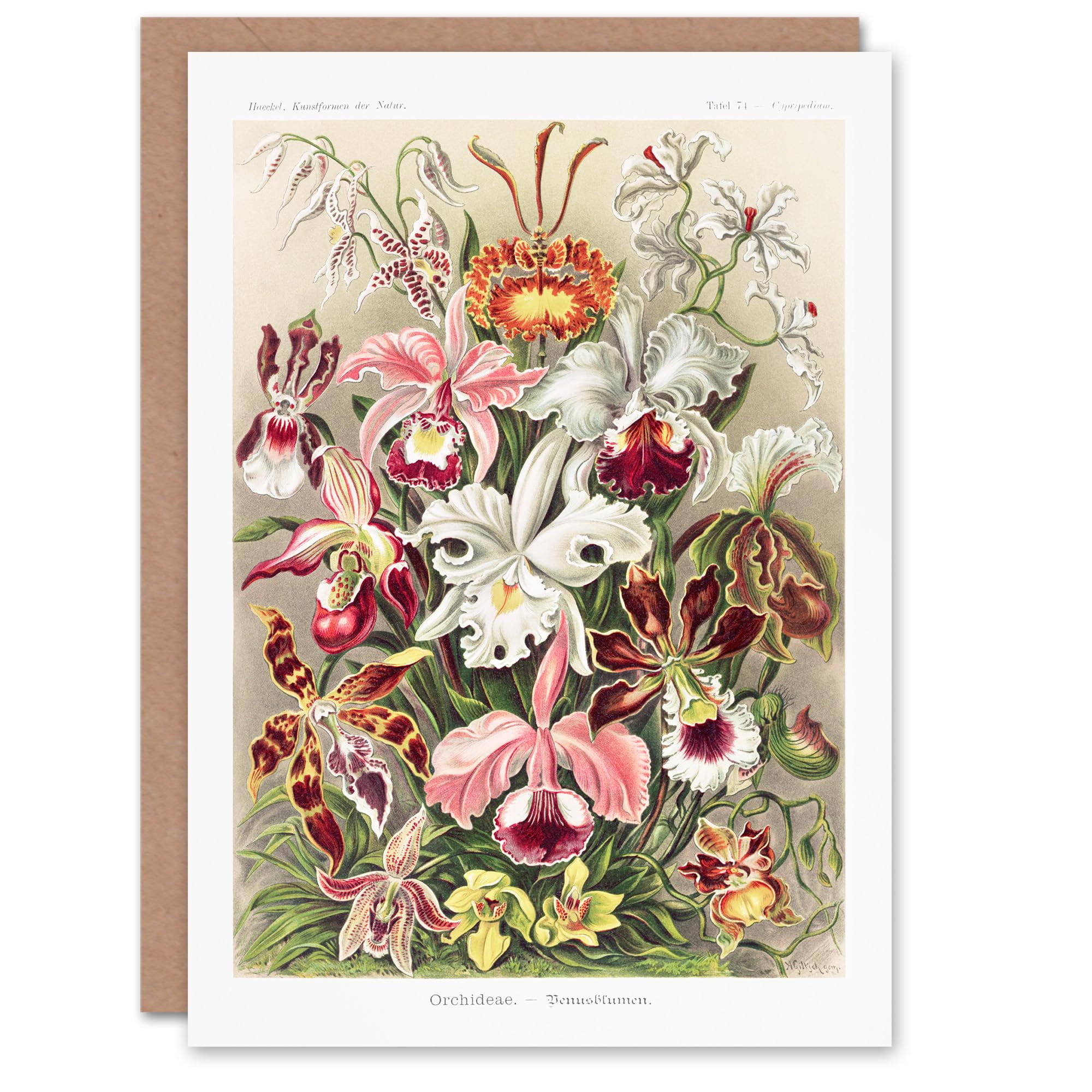 Artery8 Ernst Haeckel Art Card Orchid Flower Colourful Varieties