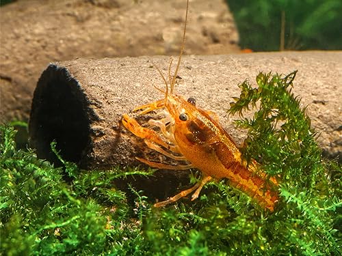 Miniatura 5 de GlasGarten Cuevas crujientes - Sabrosas cuevastubos comestibles (tamaño S - 3 piezas)