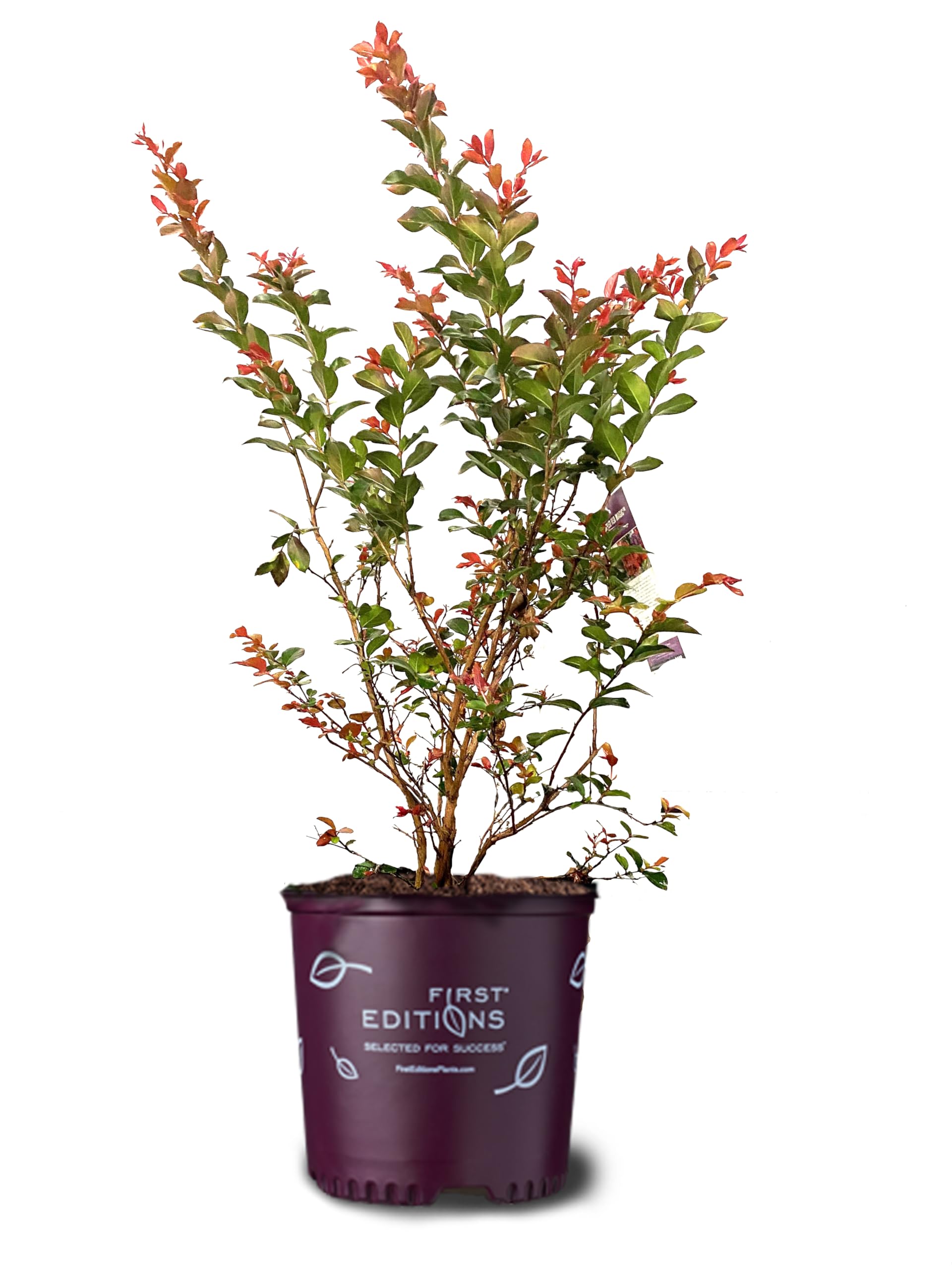 American Plant Exchange 3-Gal Crape Myrtle