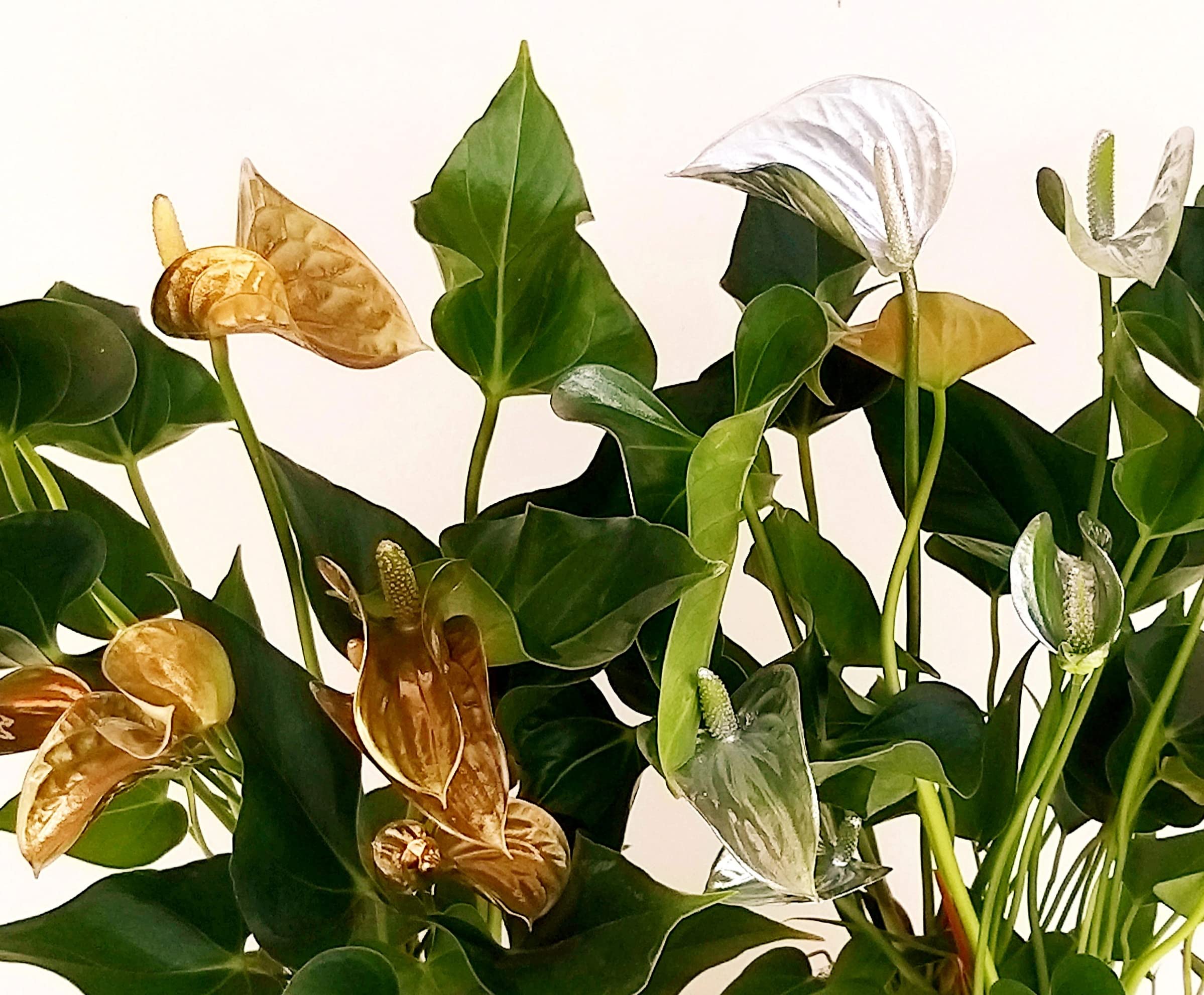 POWERS TO FLOWERS - ANTHURIUM COLOR LIFE ORO e ARGENTO IN VASO CERAMICA DORATO E ARGENTATO, VASO 14CM DIAMETRO, piante vere