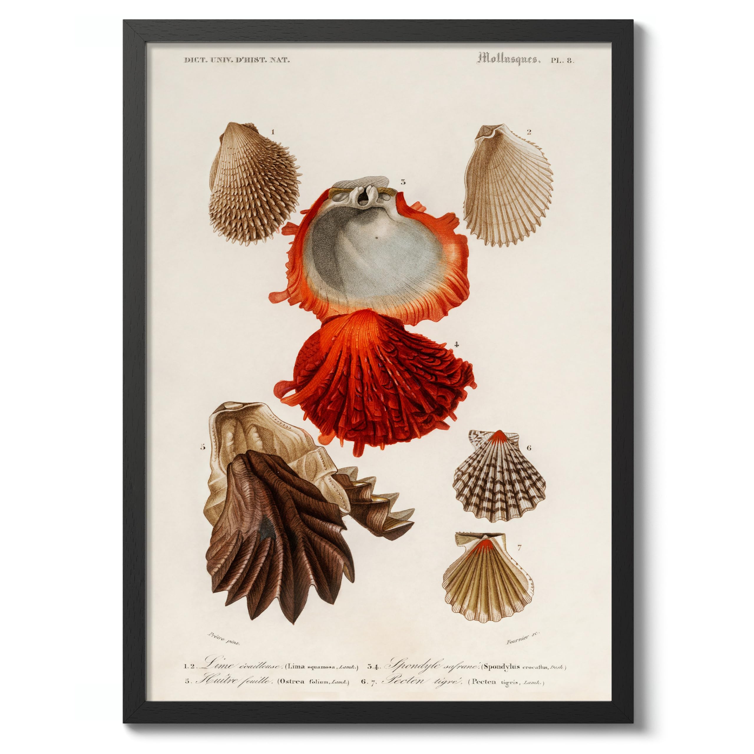 Oysters Charles Dessalines D'Orbigny Poster, Vintage Botanical Prints, Encyclopedia Retro Wall Art Home Decor, Archival Matte, A4 (Black Frame) - 29.7x21cm