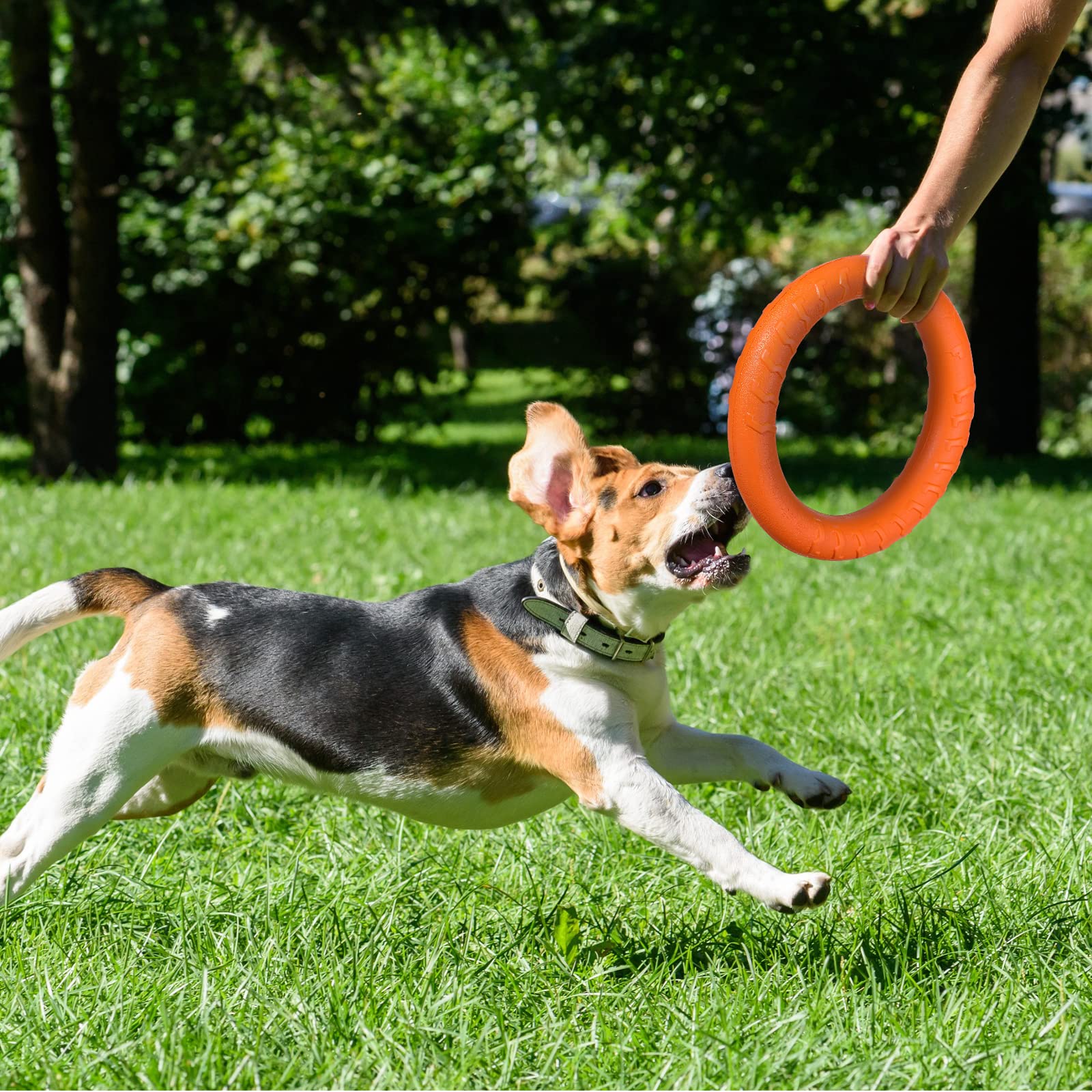Leitee Lot de 2 jouets pour chien, disques volants pour chiens de petite et grande taille – Entraînement, rapport, flottant, nettoyage des dents (27,9 cm)