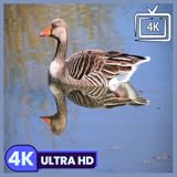 la gestion en ligne societe.com Imágenes relajantes de aves junto al lago en 4K