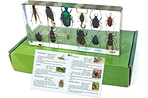 REALBUG 12 Bugs Collection Desk Decoration