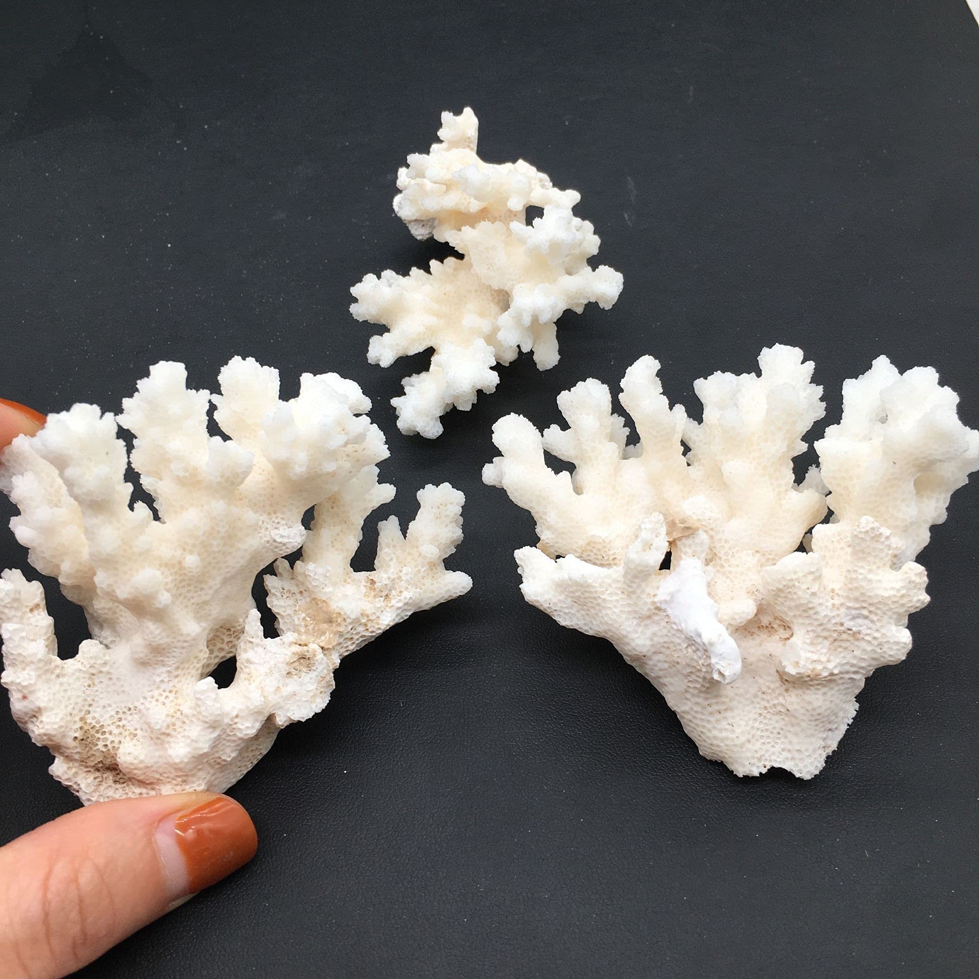 ナチュラルホワイトコーラル 水族館 造園 室内装飾品 家の装飾 石鉱物標本 Amazon｜kaug 結晶 30-100g自然な白いサンゴの化石クラスター