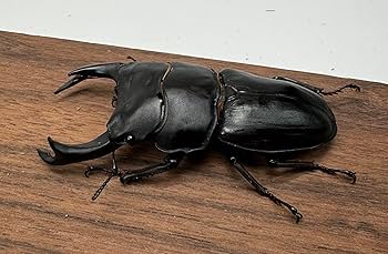 Amazon | 奈良輪ちなみオオクワガタ(MOTOKI-SP累代)No30 | ノー