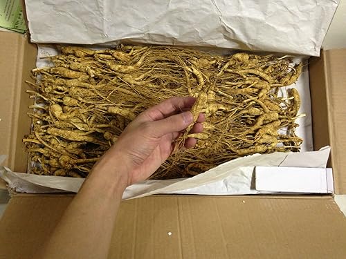 Miniatura 3 de 500 gramos (1.1 lb) Trasplante seco Raíz de ginseng silvestre 10-15 años de integridad relativa