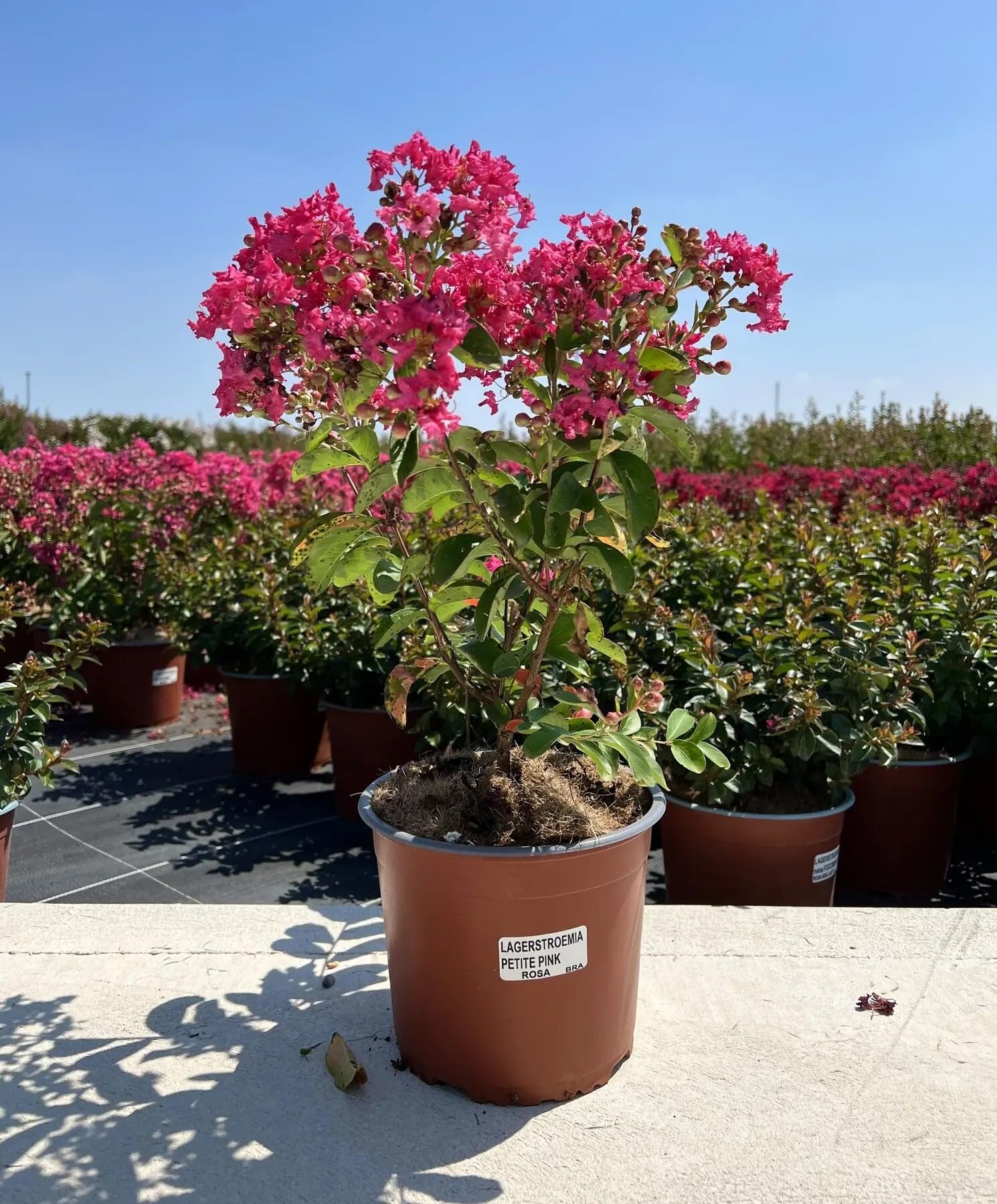 Lagerstroemia indica 'Petite Pink' Arbusto Ornamentale da Giardino, Colore Rosa, 125/175 cm, Vaso 24