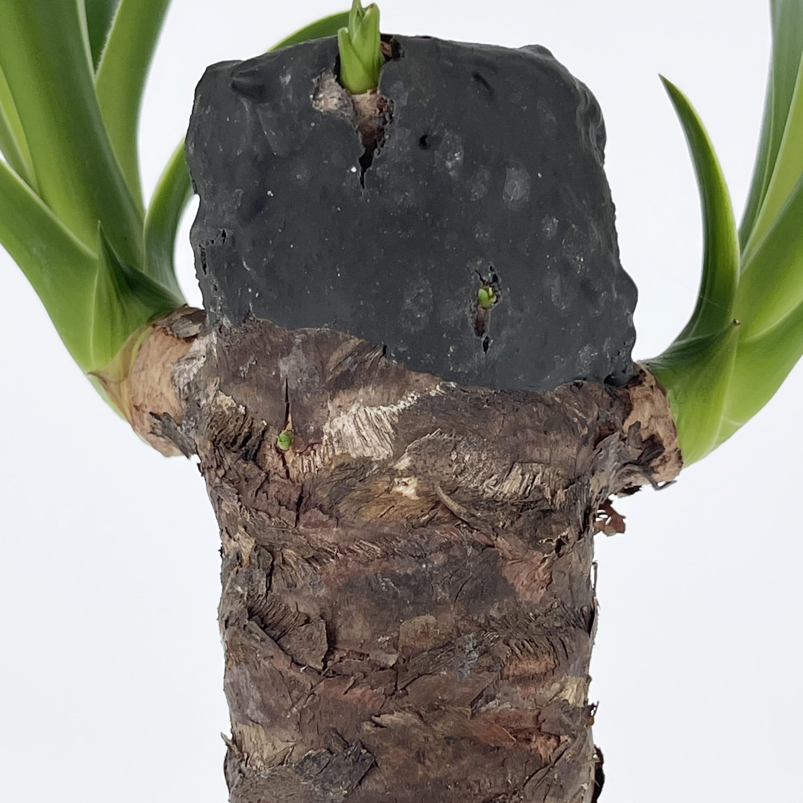 KENTIS - Yucca - Tronchetto della Felicità - Piante Vere Grasse Succulente da Interno - Pianta Ornamentale Resistente da Appartamento - H 50-60 cm Vaso Ø 14 cm