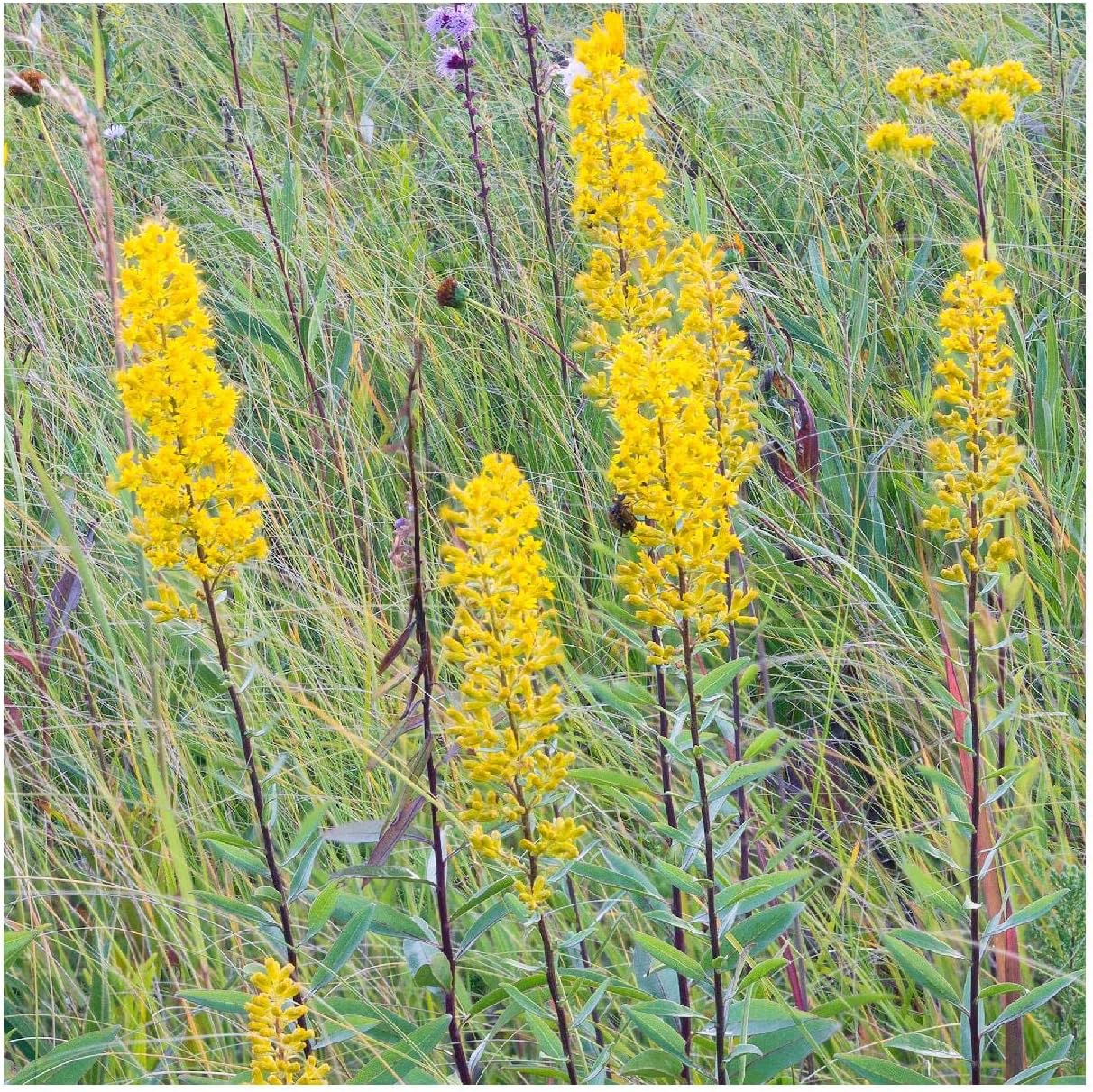 Everwilde Farms - 1/4 Lb Showy Goldenrod Native Wildflower Seeds - Gold Vault
