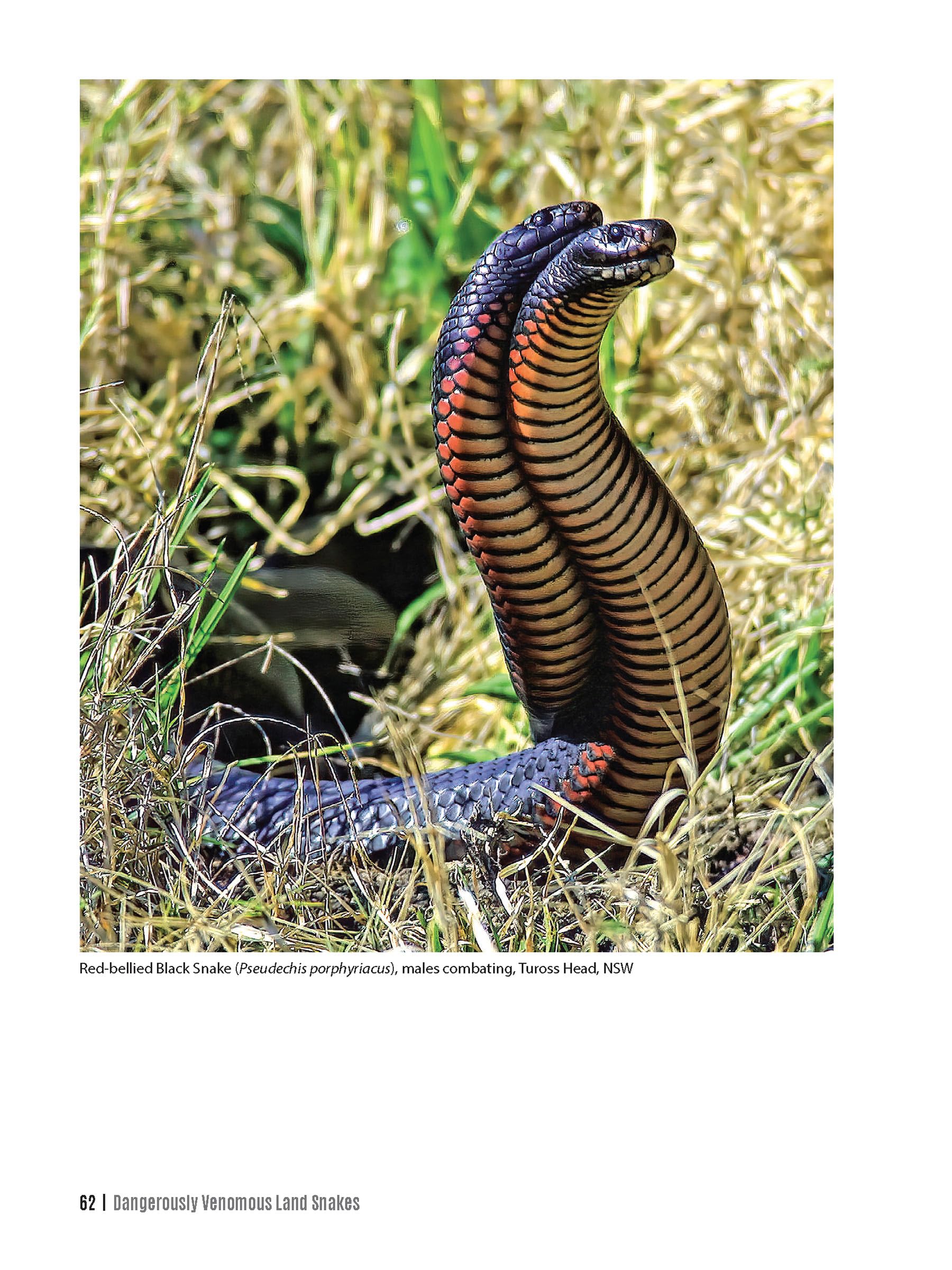 Dangerous Snakes of Australia: A Guide to Their Identification, Ecology, and Conservation (Zona Tropical Publications / Hellbender) - Image 8