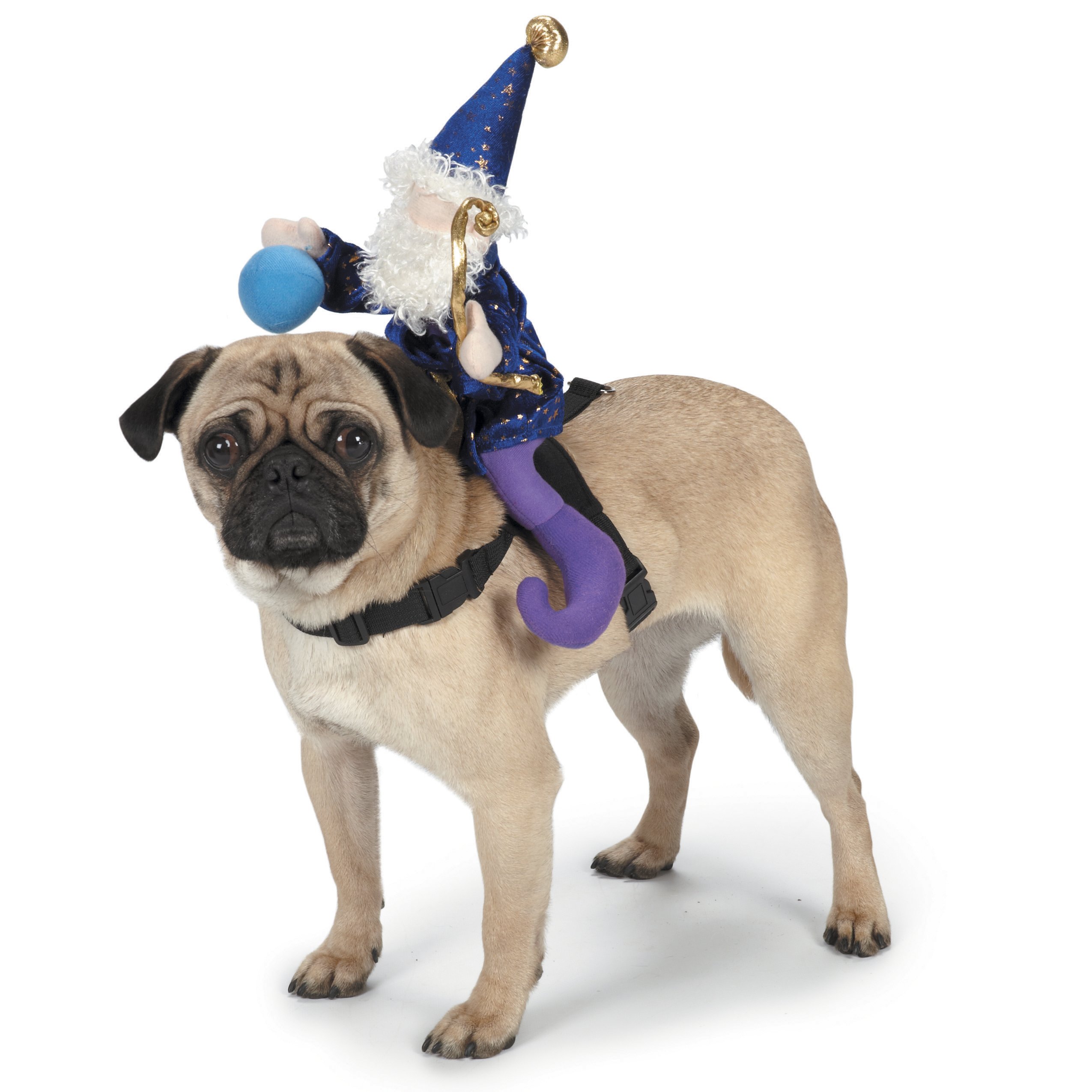 Amazon.com : Zack & Zoey Wizard Saddle Dog Costume, Medium : Pet