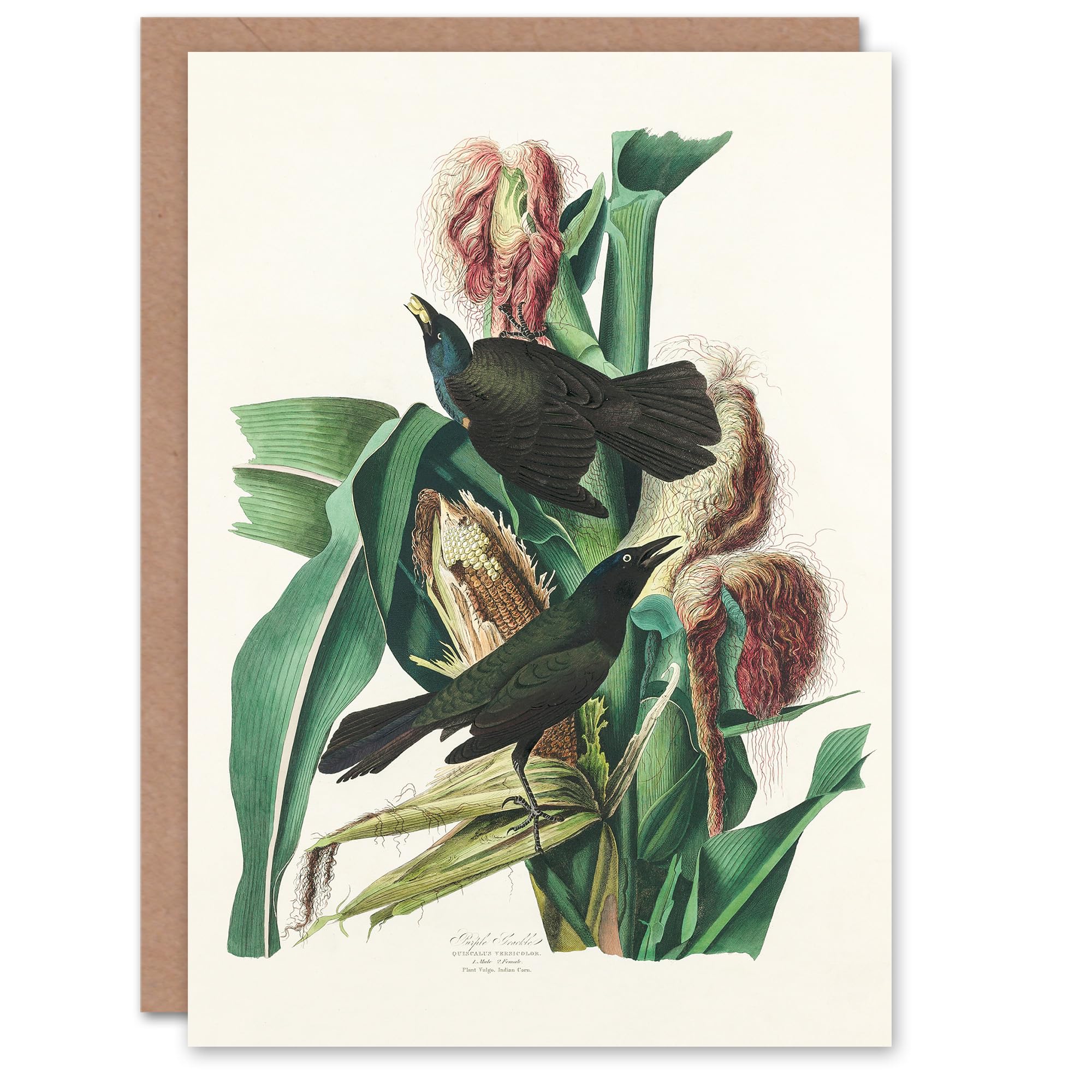 Artery8 John James Audubon Greeting Card - White