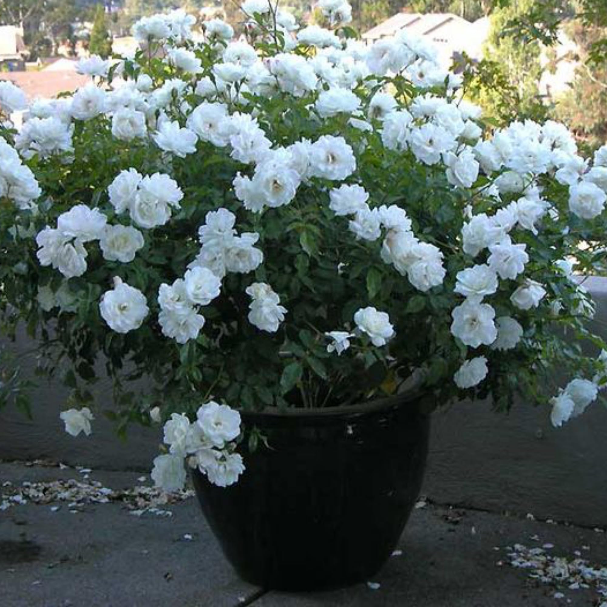 Generic English Varieties White Climbing Rose Live Flower Plant with Pot (Pack of 1) (B0CVX45M5C) Amazon Price History, Amazon Price Tracker