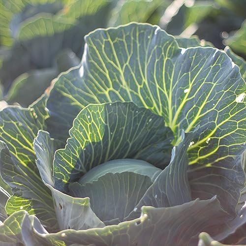 Miniatura 4 de Chucrut crudo  Pinta de 16 onzas  100% lacto-fermentado crudo  Hecho a mano en nuestra granja en Pensilvania utilizando nuestro propio repollo