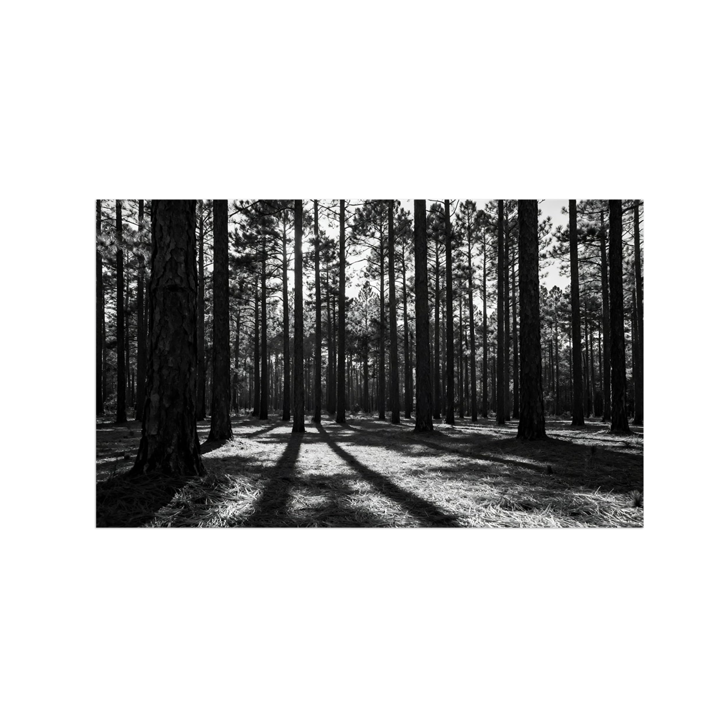 Forest Tree No.3 Black White Landscape Wall Art Prints 80x135cm Unframed