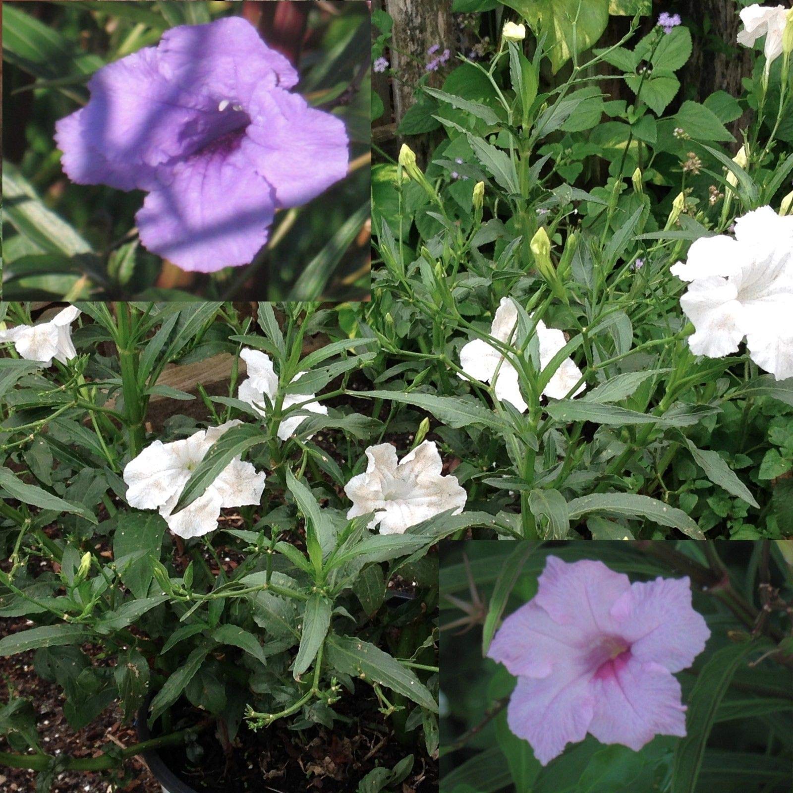 Portal Cool Chi Chi: Mexican Petunia/Ruellia Simplex: Mayan White & Chi Chi & Purple Showers 3Cuttings