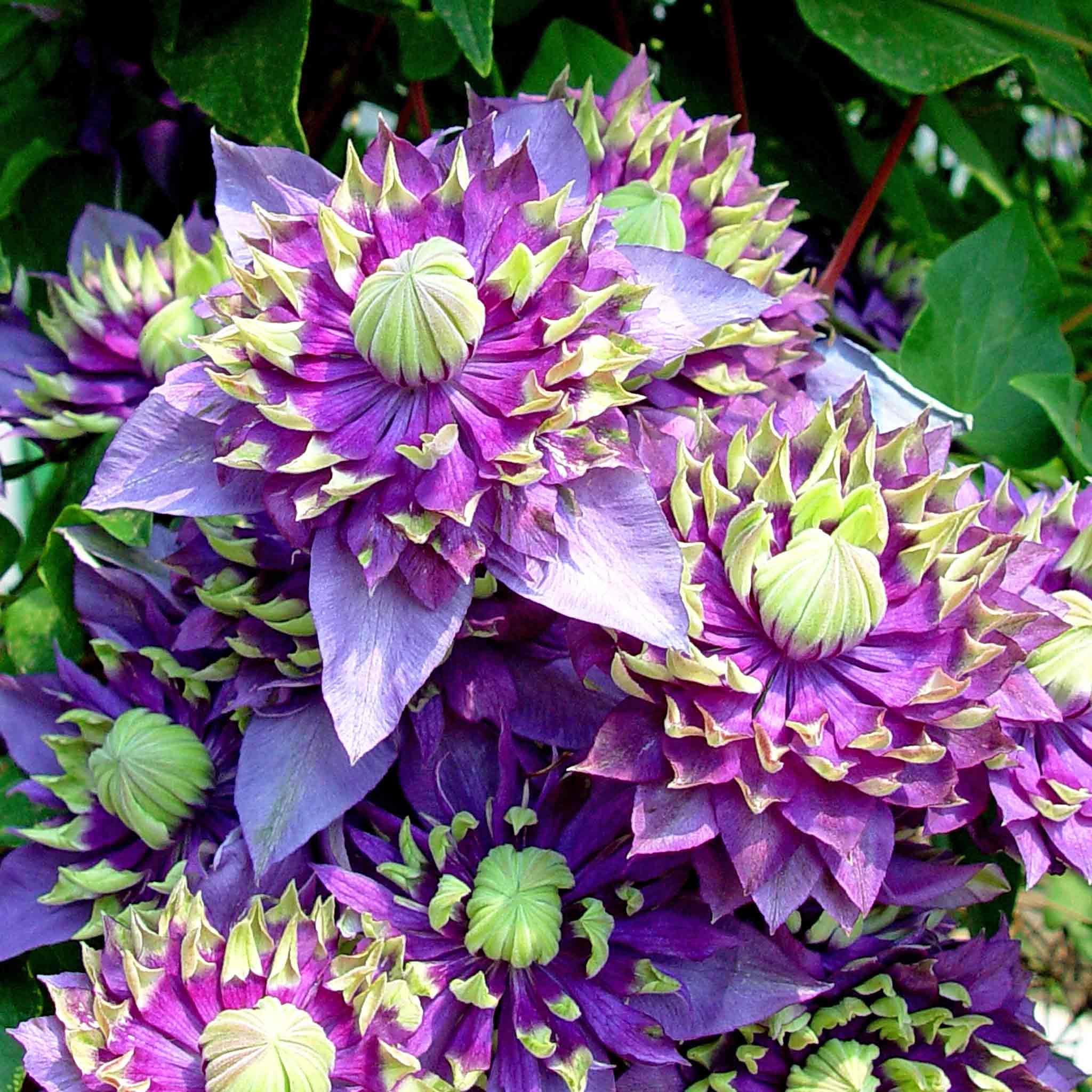 Marshalls Garden Clematis Plant 'Taiga' 3 Litre Plant