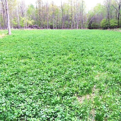 Miniatura 4 de Parcela de comida para cierv