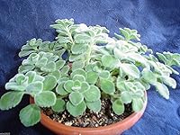 Vista 1 de 1000 semillas de tomillo de hoja ancha también conocido como orégano cubano, tomillo español, tomillo mexicano