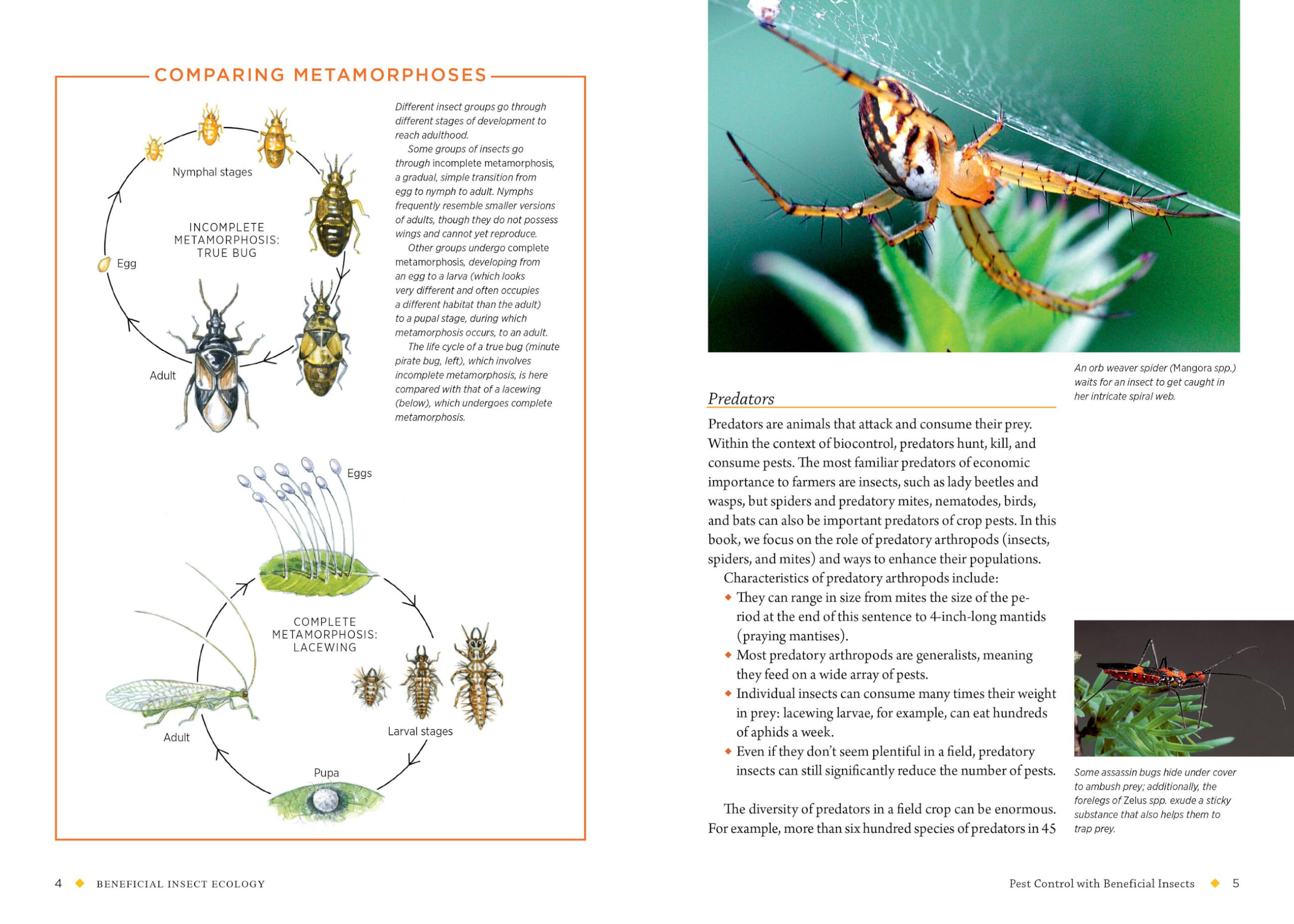 Farming with Native Beneficial Insects: Ecological Pest Control Solutions