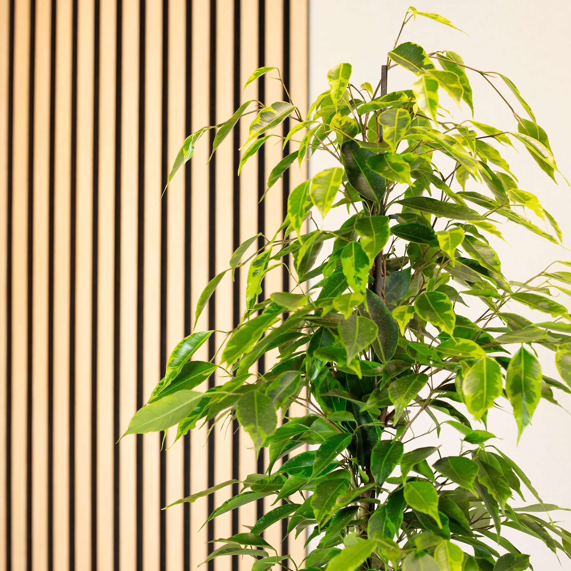 Figuier de bouleau « Forever » - Plante d'intérieur facile d'entretien - Ficus benjamini - Hauteur : environ 75 cm - Diamètre du pot : 17 cm