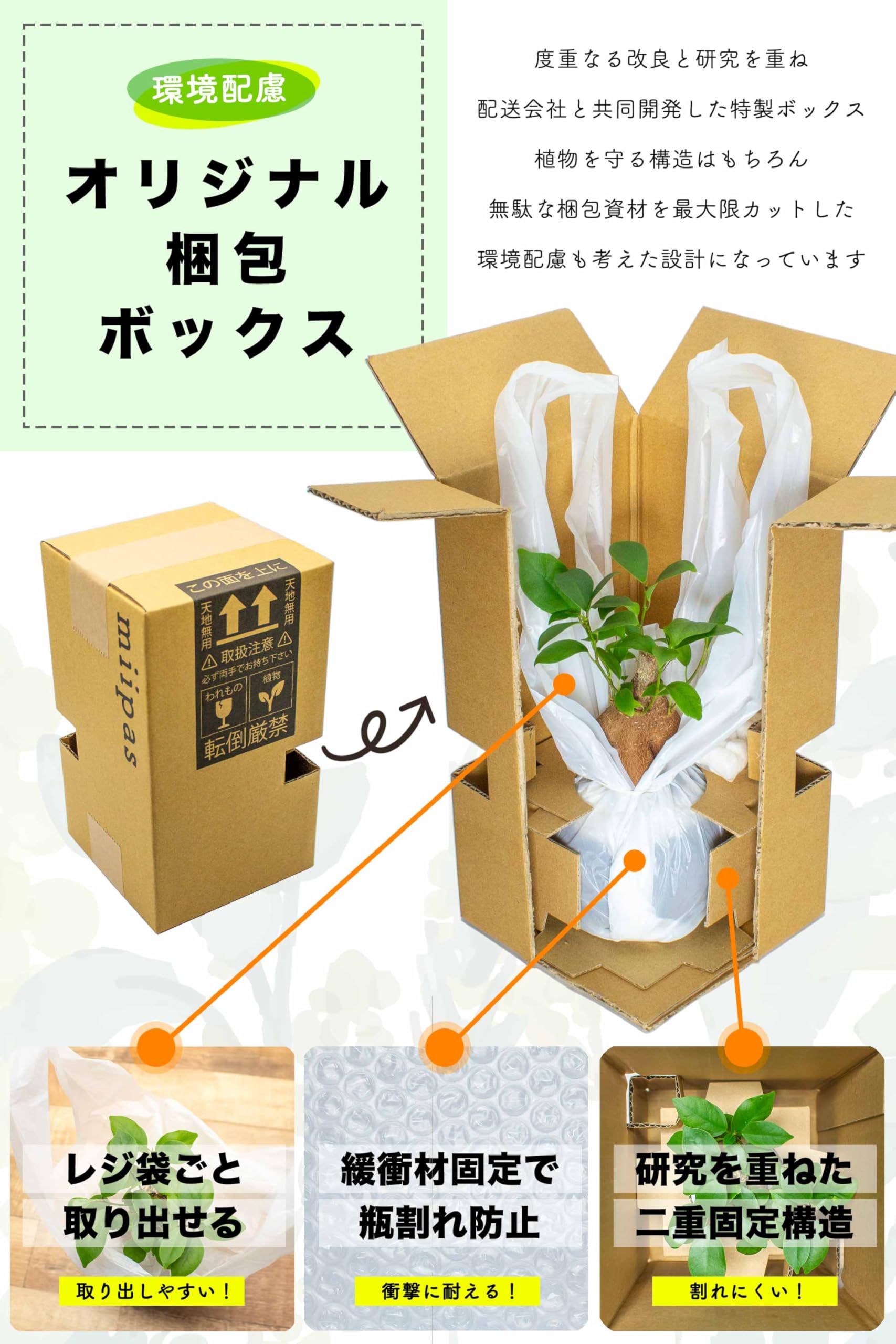 Amazon｜[ miipas ] ガジュマル パキラ ポトス 3種セット 観葉植物