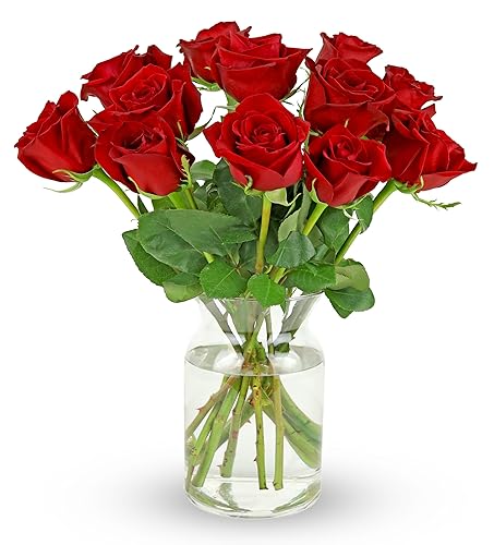 Benchmark Bouquets - 12 Stem Premium Red Roses (Glass Vase Included) - Fresh Flowers for Delivery - Gift for Graduation, Birthday, Anniversary, Sympathy, Get Well, Congratulations - Red
