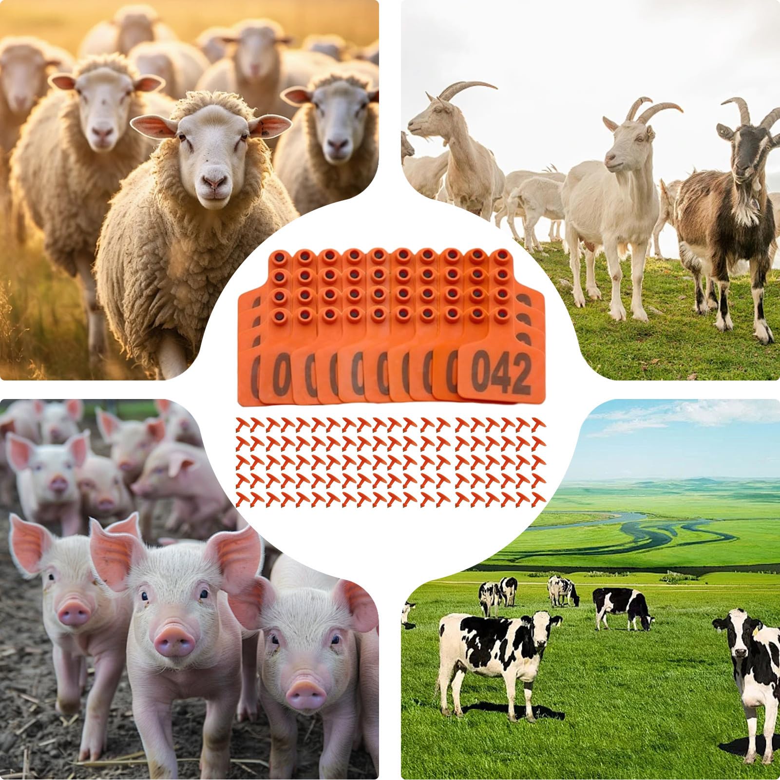 Boucles pour Oreilles de Bovins | Boucles d’Oreille Numérotées Pour Bétail | Numérotation 1-100 en Grasse, Fiche d'Identification et Traçabilité Animale pour Élevage