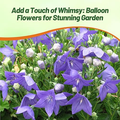 Miniatura 9 de Outsidepride Semillas de flores de globo azul para plantar, 2000 piezas perennes, tolerantes a la sequía, fáciles de cultivar, de bajo